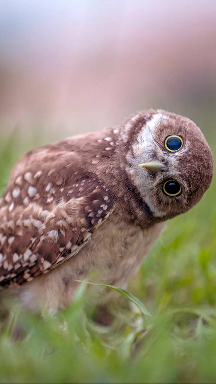 Owl Funny Wallpapers - Top Free Owl Funny Backgrounds - WallpaperAccess