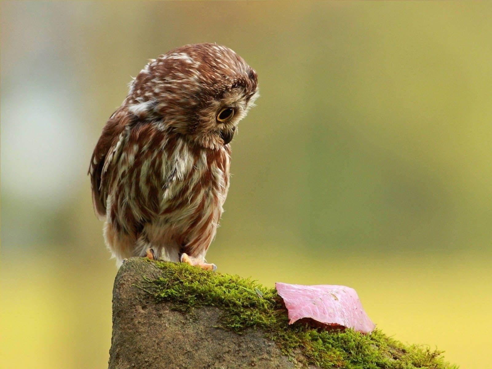 1600x1200 Free download Funny Owl Wallpaper .