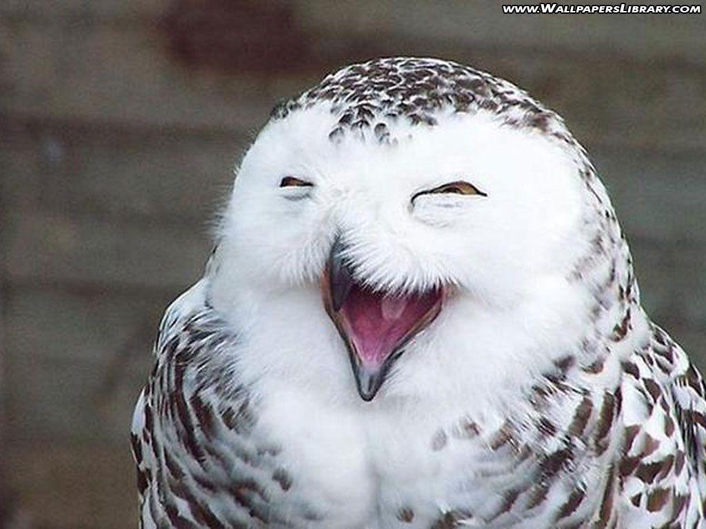 1024x768 Free download Funny owl wallpaper .