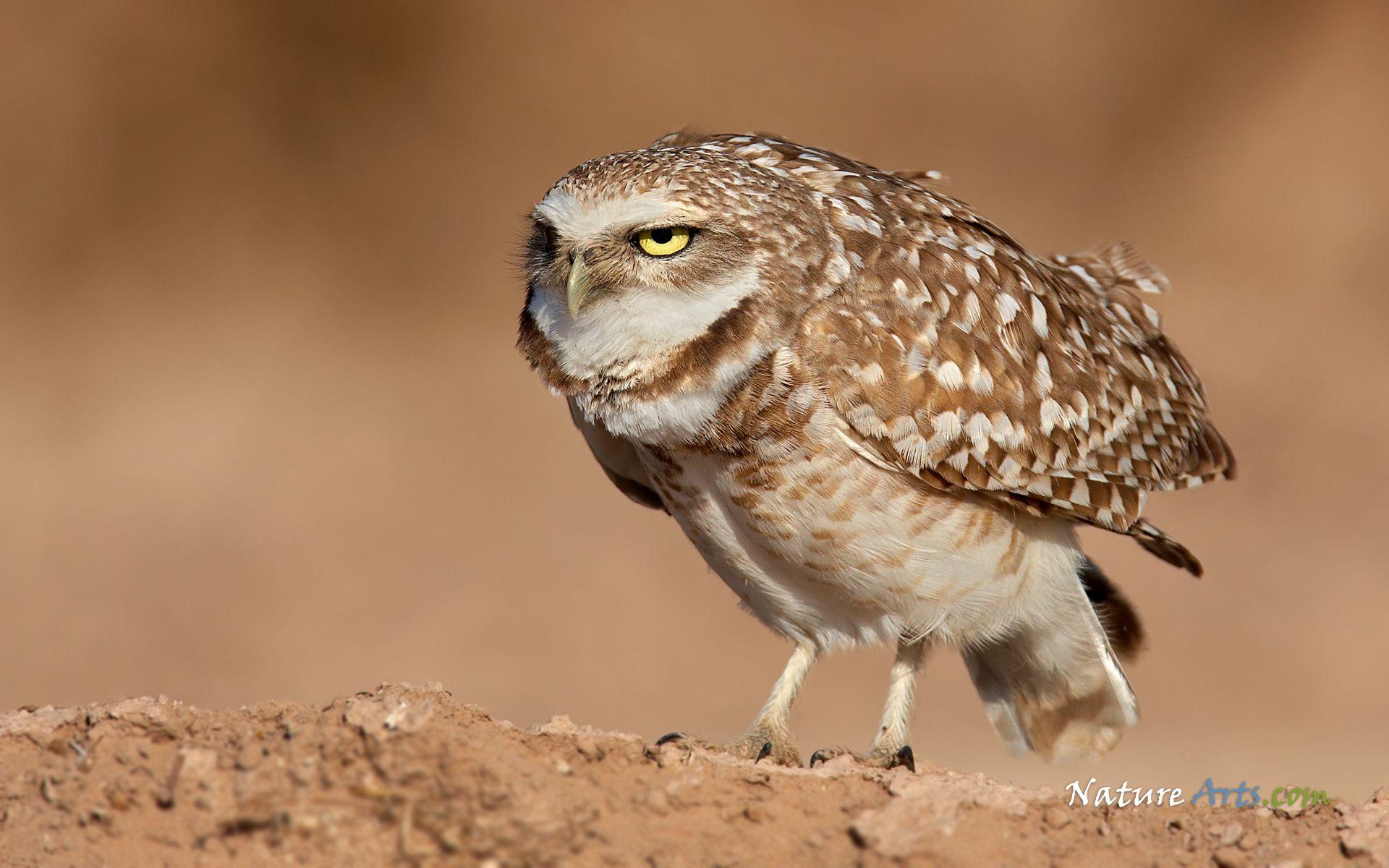 1920x1200 Burrowing Owl Wallpaper .
