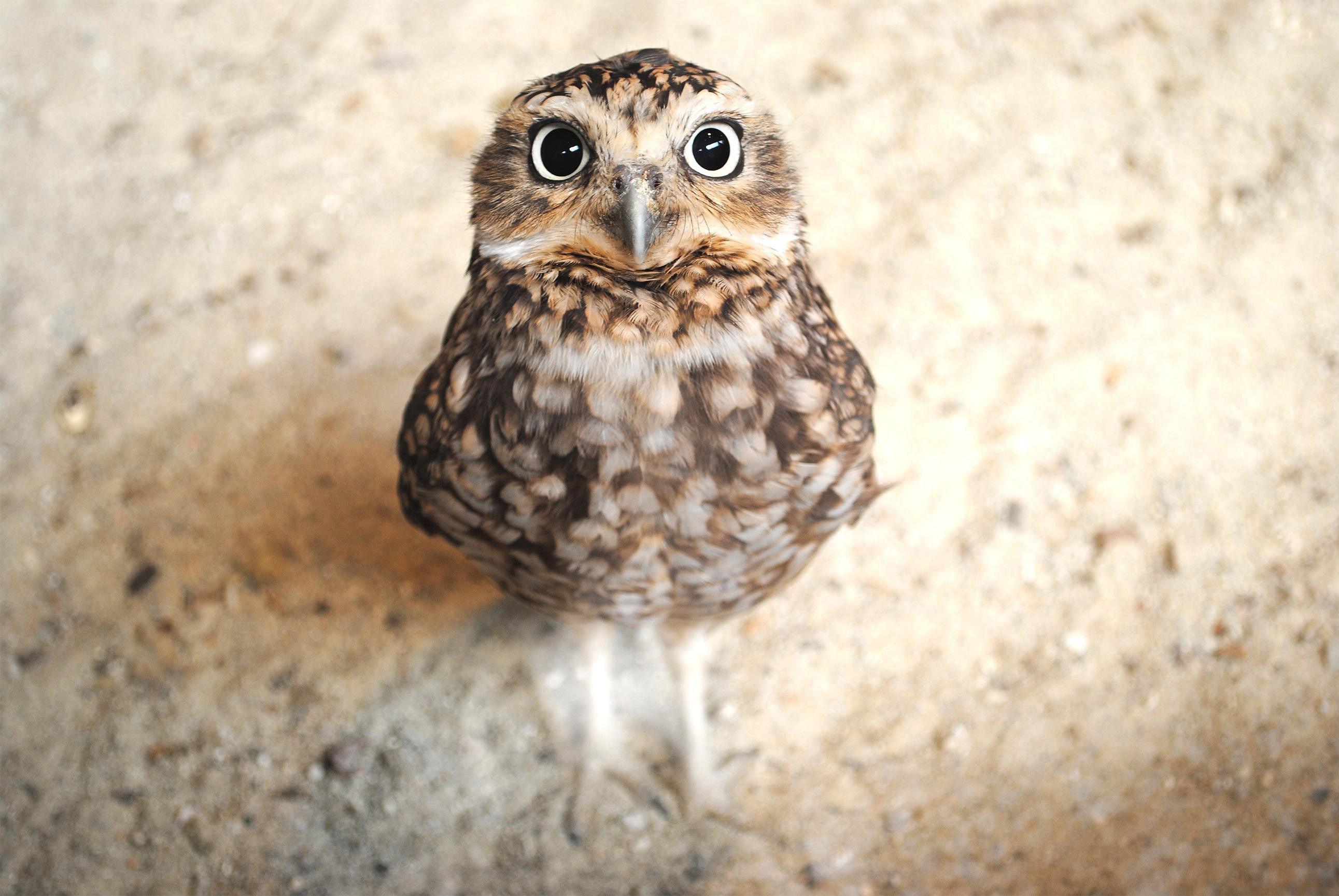 2583x1729 Owl HD Wallpaper