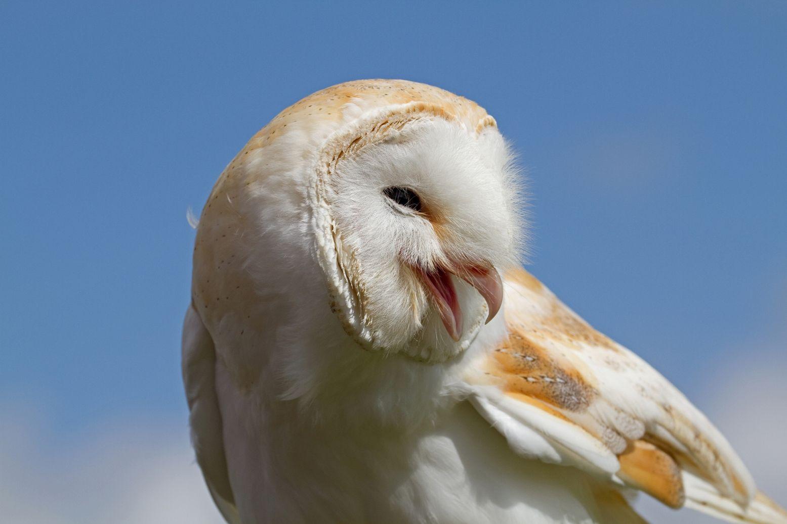 1555x1037 Funny Barn Owl photo and wallpaper. All .