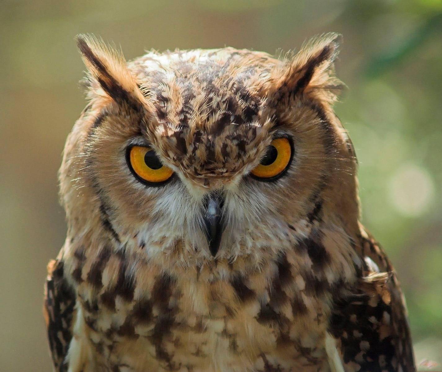 1426x1200 Funny Angry Owl wallpaper by .