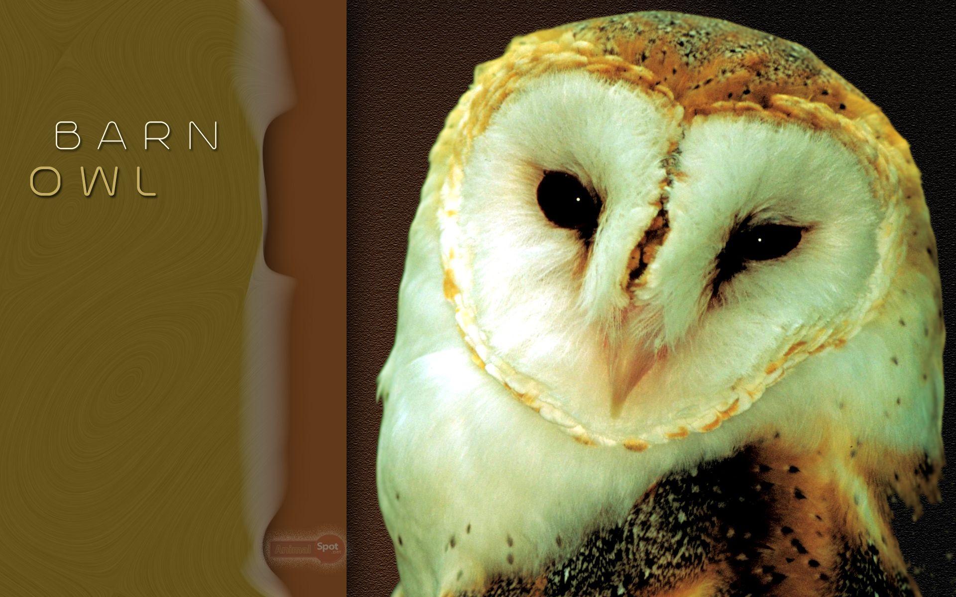 Owl Funny Wallpapers - Top Free Owl Funny Backgrounds - WallpaperAccess