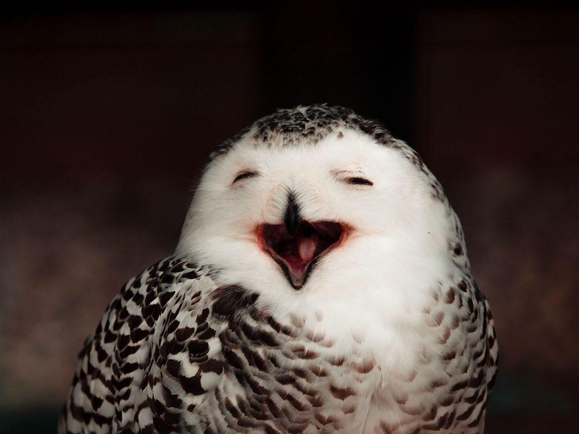 1152x864 Download wallpaper 1152x864 snowy owl .