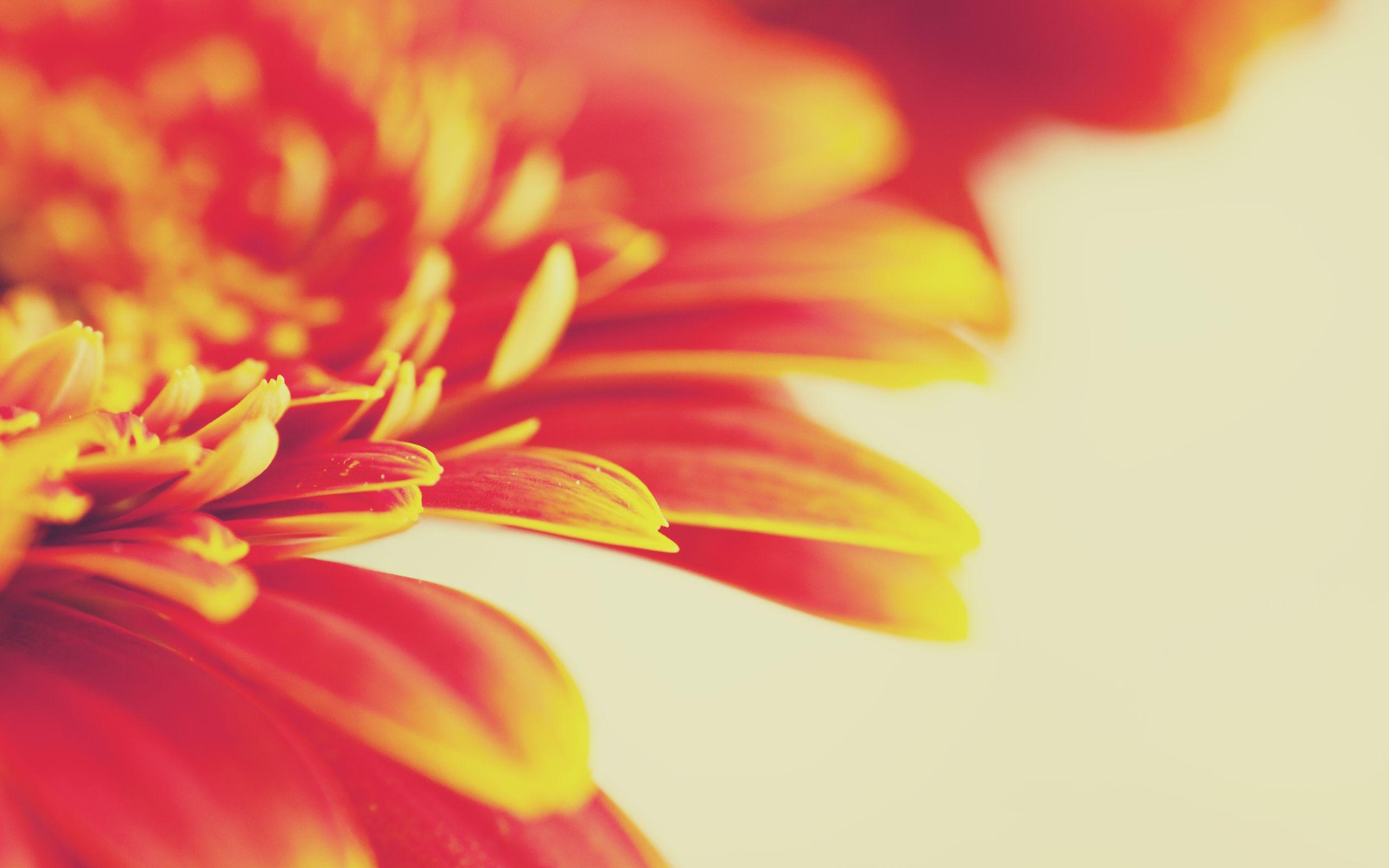 Beautiful Orange Wallpapers Top Free Beautiful Orange Backgrounds WallpaperAccess