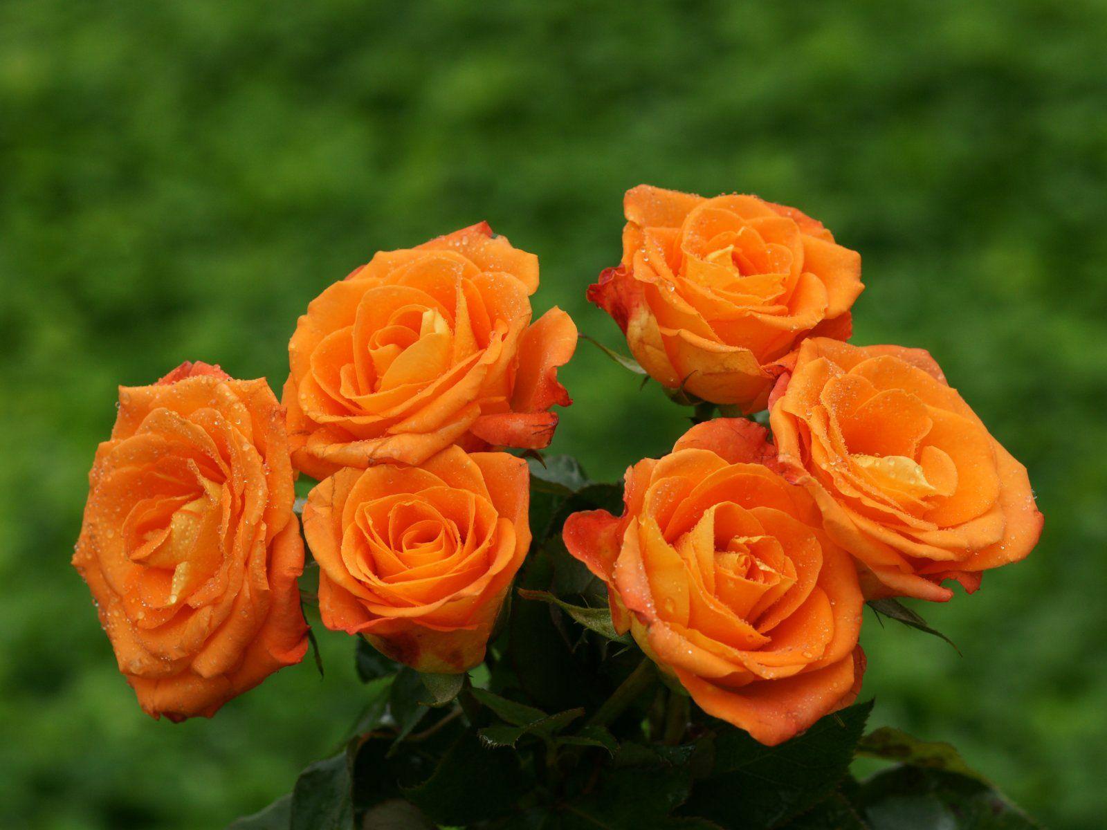 1600x1200 1600×1200). Orange roses, Rose flower .com