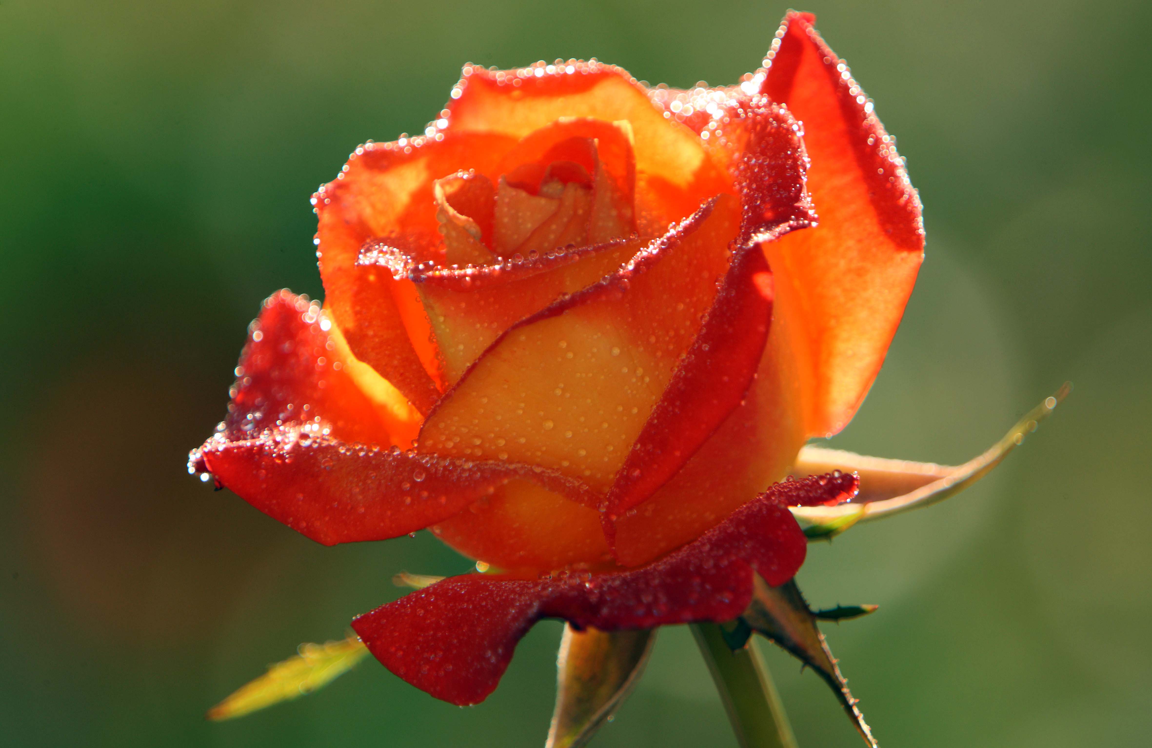 4724x3066 Rose HD Wallpaper 1080p .itl.cat