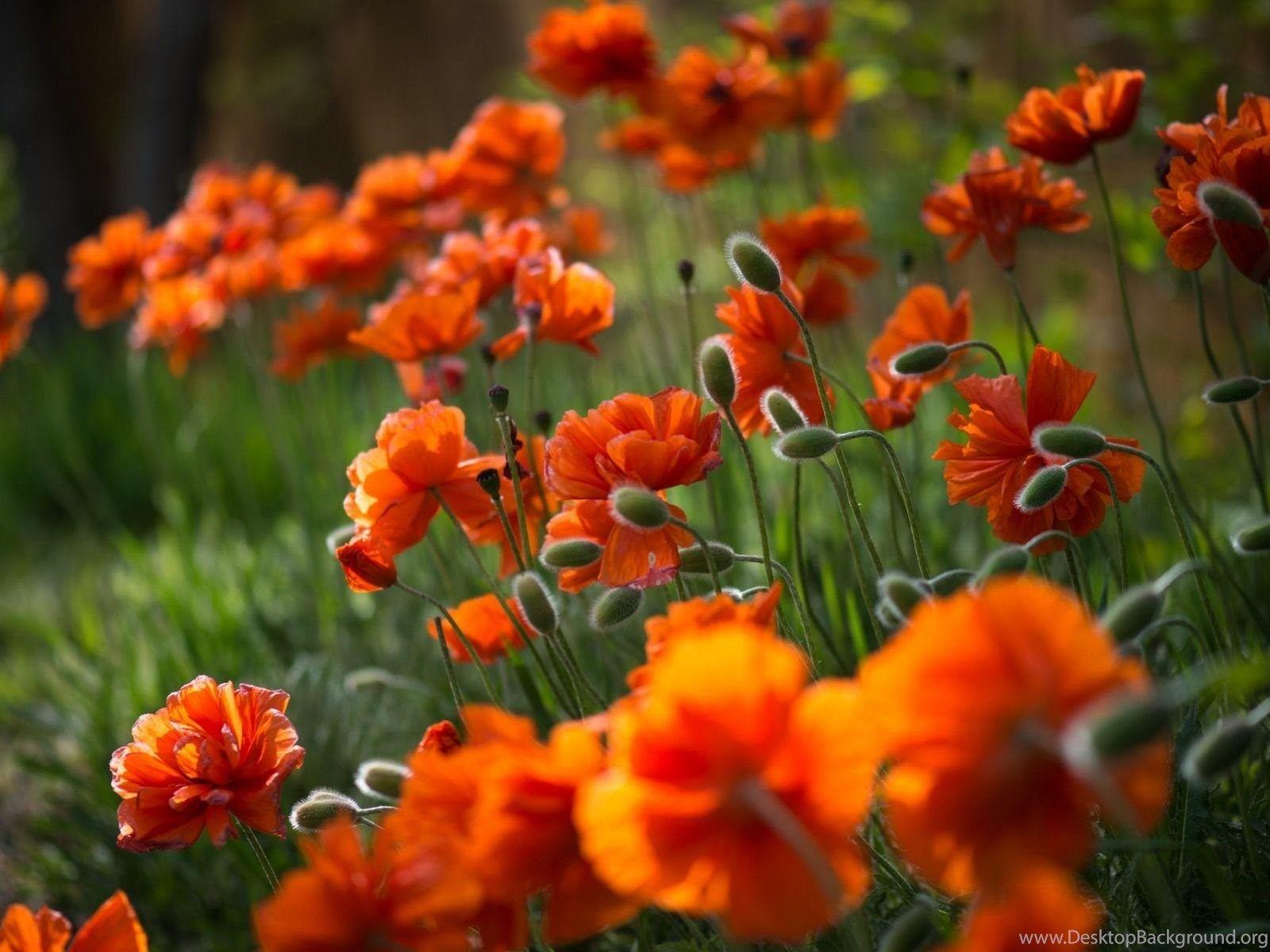 1600x1200 Orange Flowers Wallpaper HD Download .