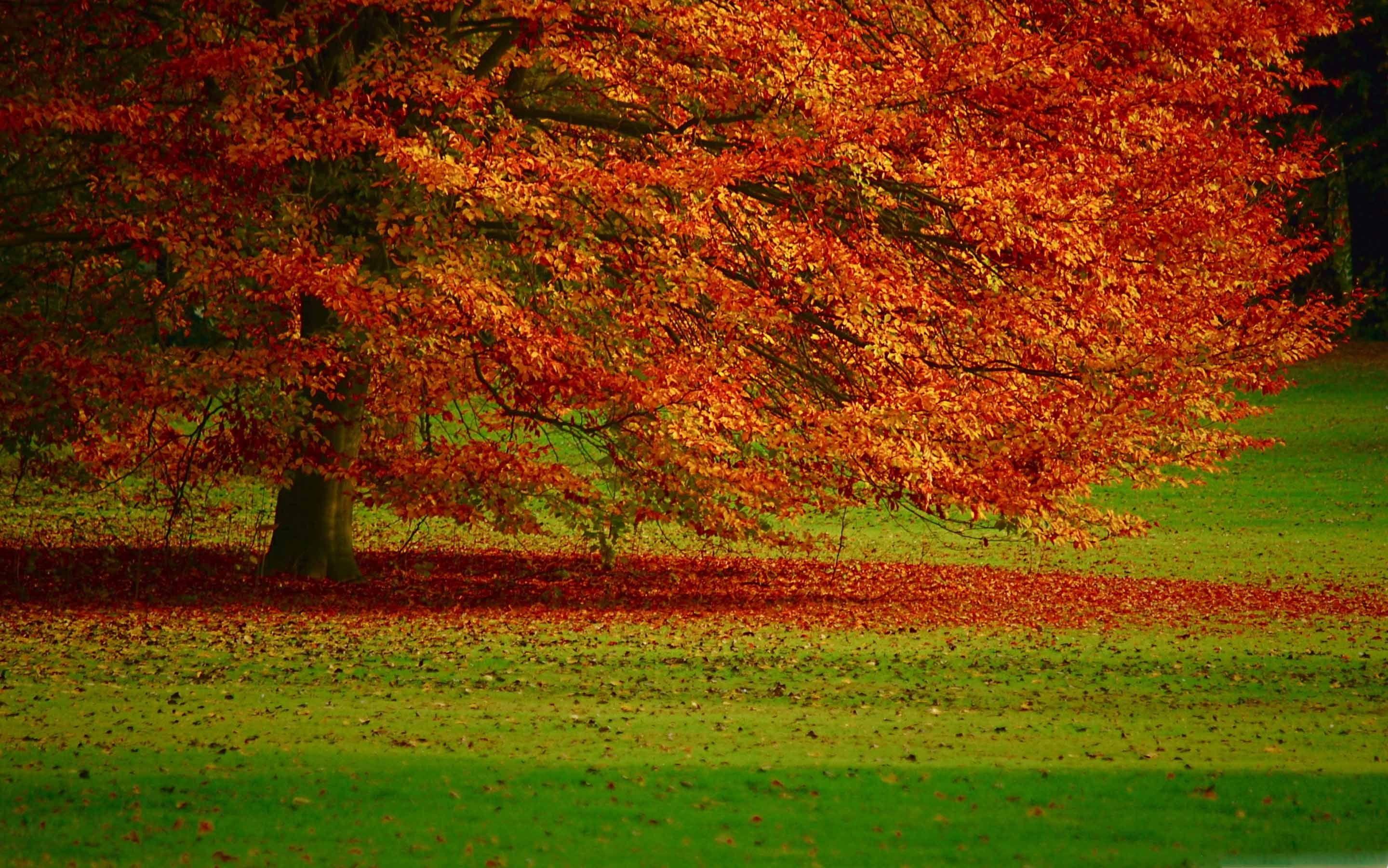 2880x1800 Beautiful Orange Tree MacBook Air .