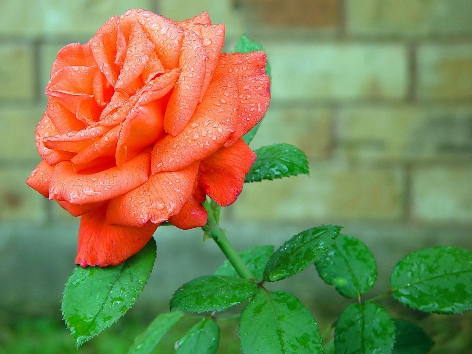 1600x1200 Beautiful Orange Rose Flower HD .