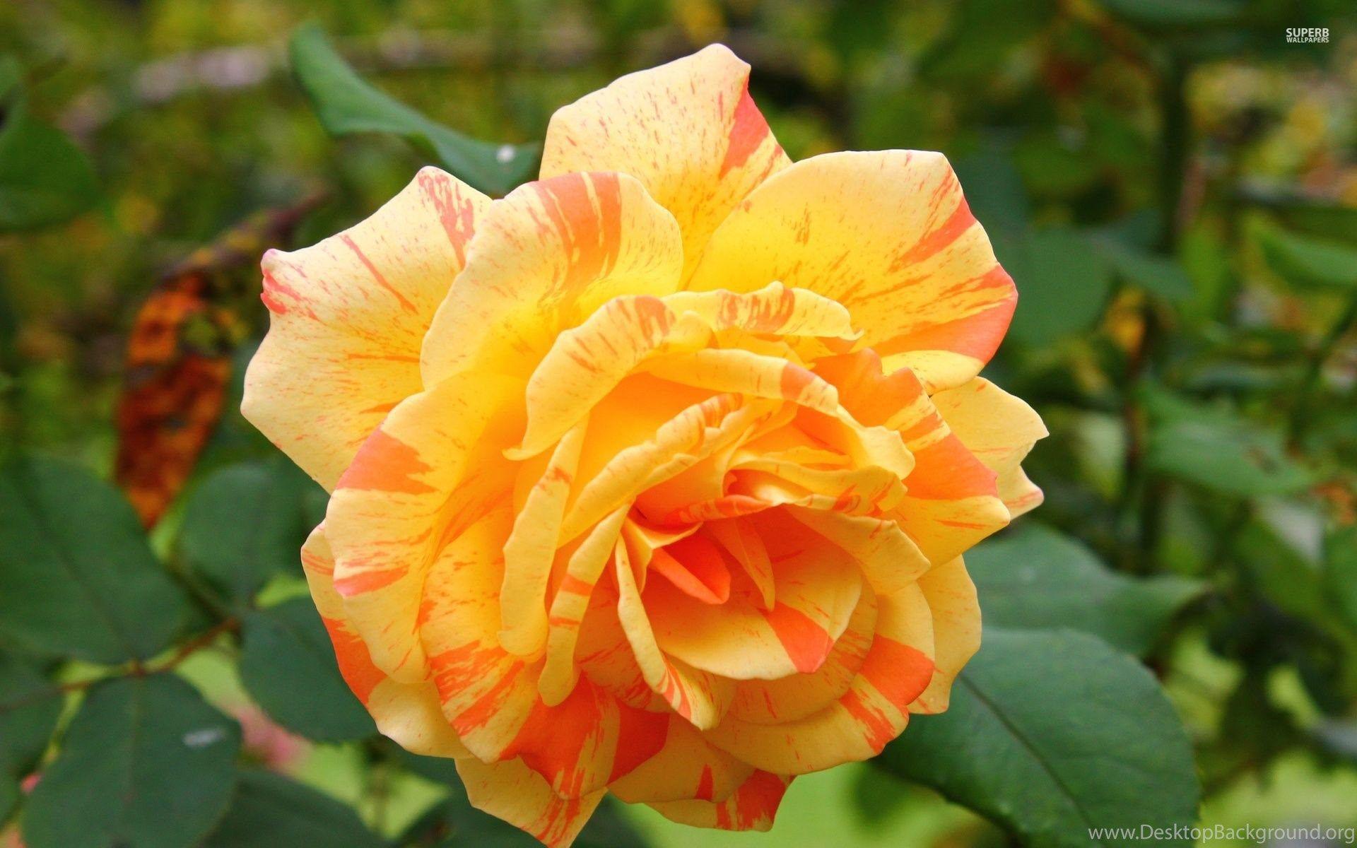 1920x1200 Beautiful Orange Rose Wallpaper Flower .
