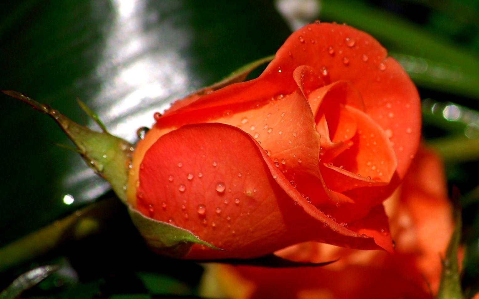 1528x955 Orange Roses Wallpaper