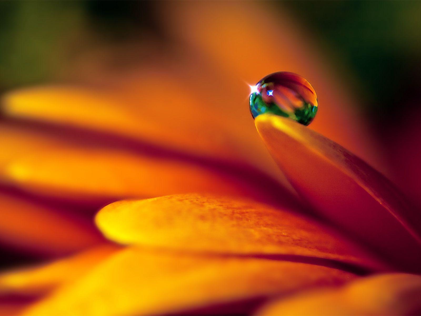 1600x1200 More Beautiful Orange Flowers HD .