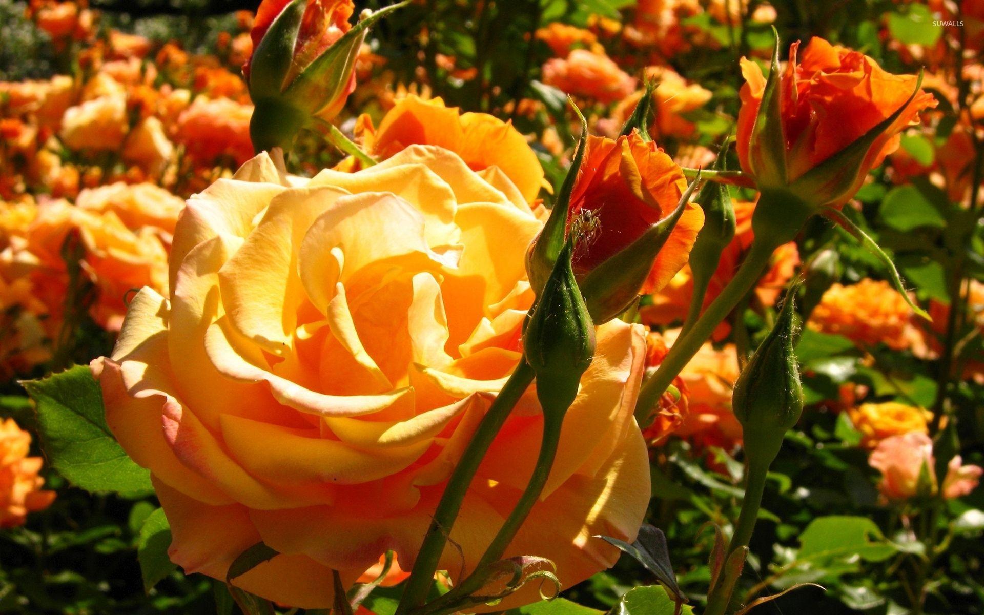 1920x1200 Beautiful orange fresh rose buds .