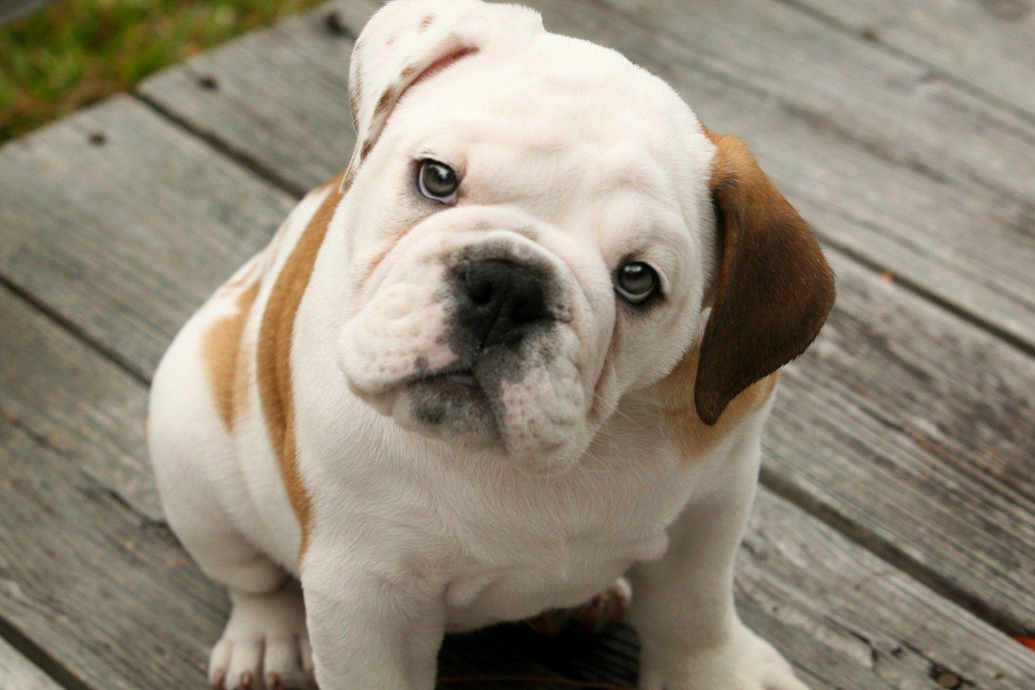 1500x1000 French Bulldog Puppies Wallpaper High .itl.cat