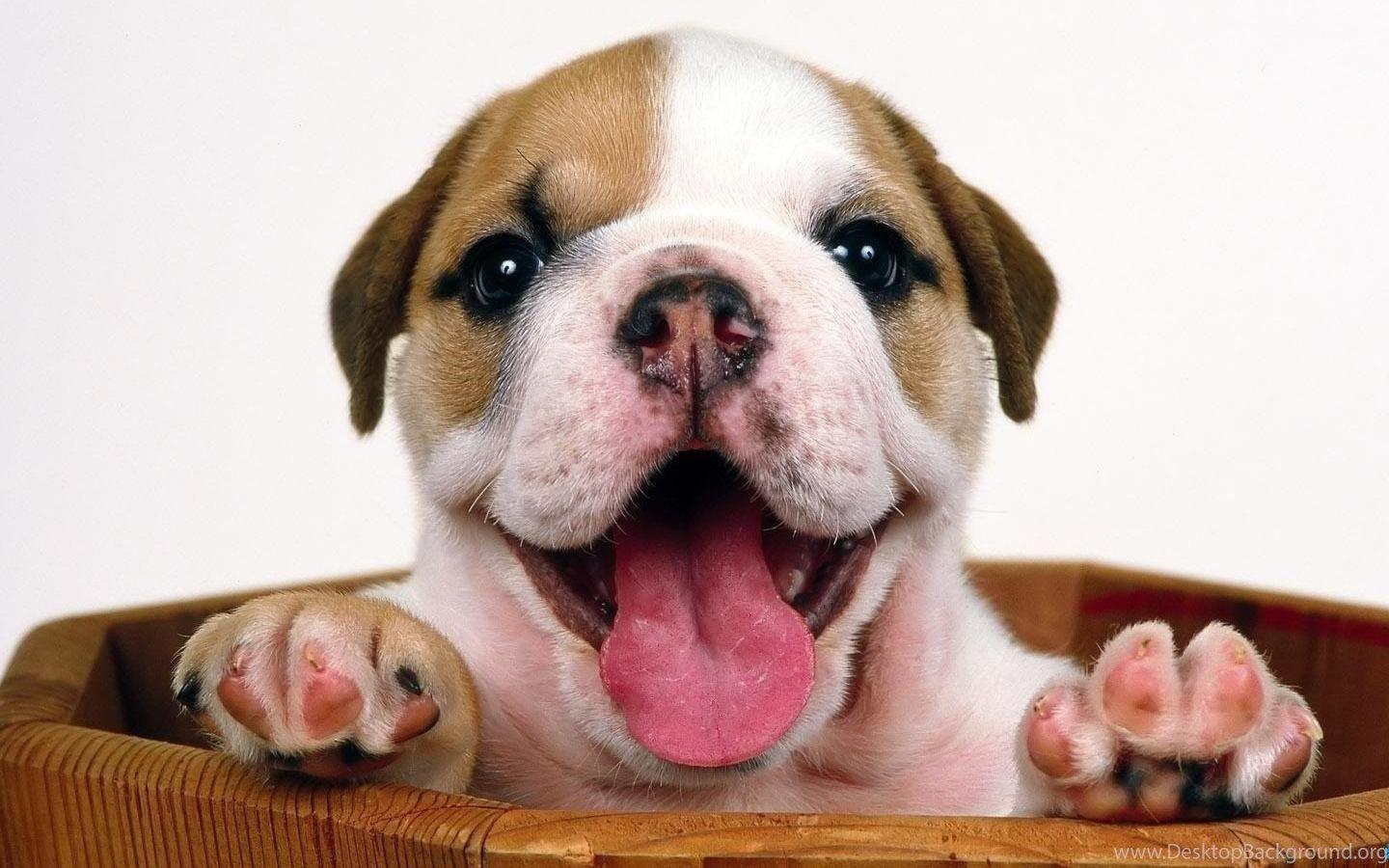 1440x900 Cute Bulldog Puppy Wallpaper .