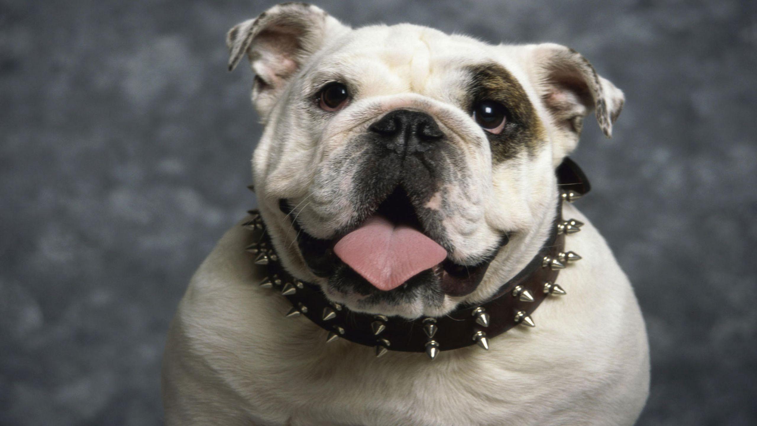 2560x1440 Bulldog Puppy Wallpaper Downloadhd