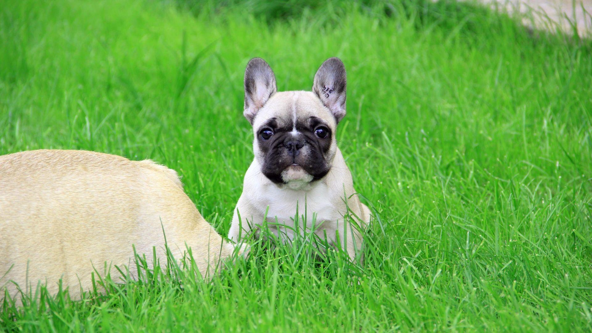 1920x1080 French Bulldog Puppy wallpaper in .