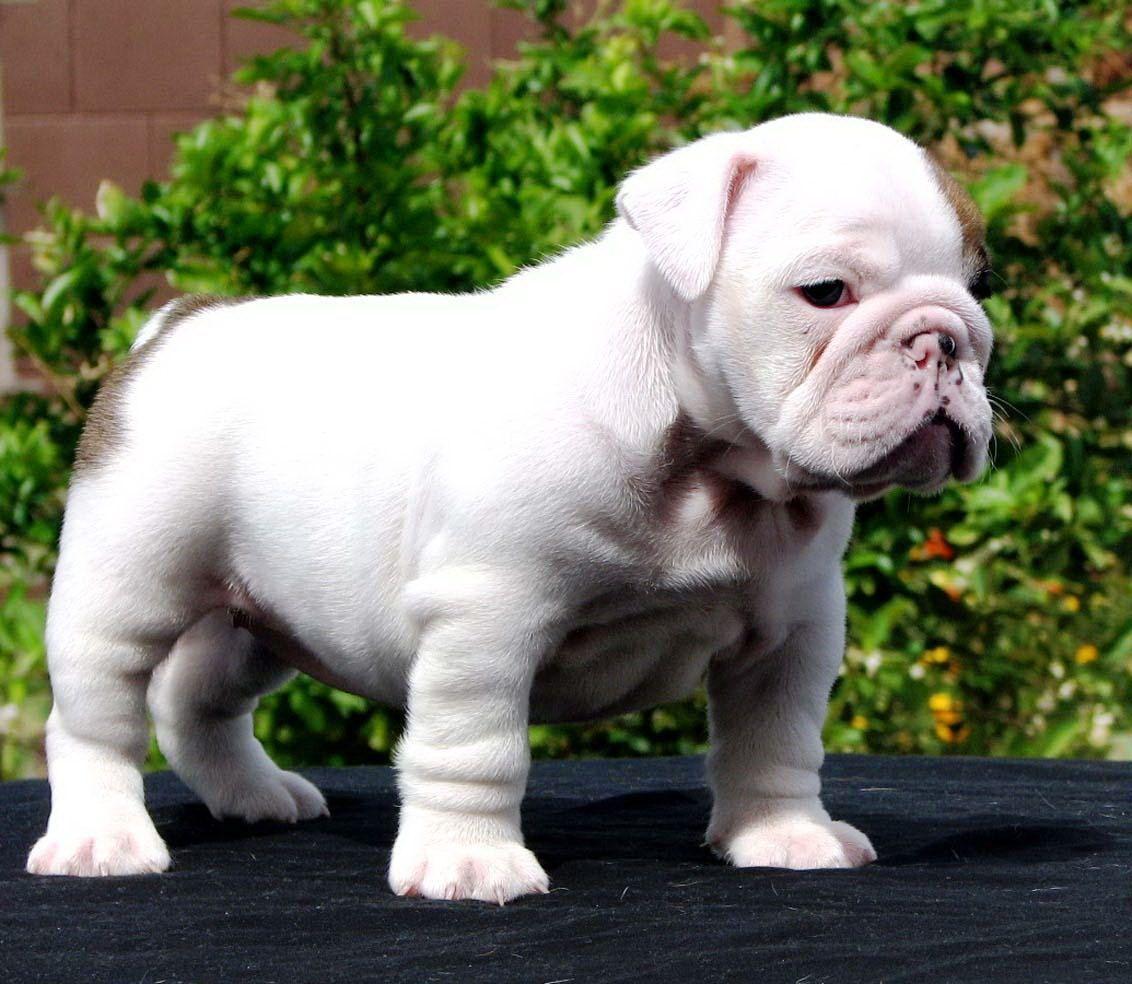 1132x984 White English Bulldog Puppy Wallpaper .com