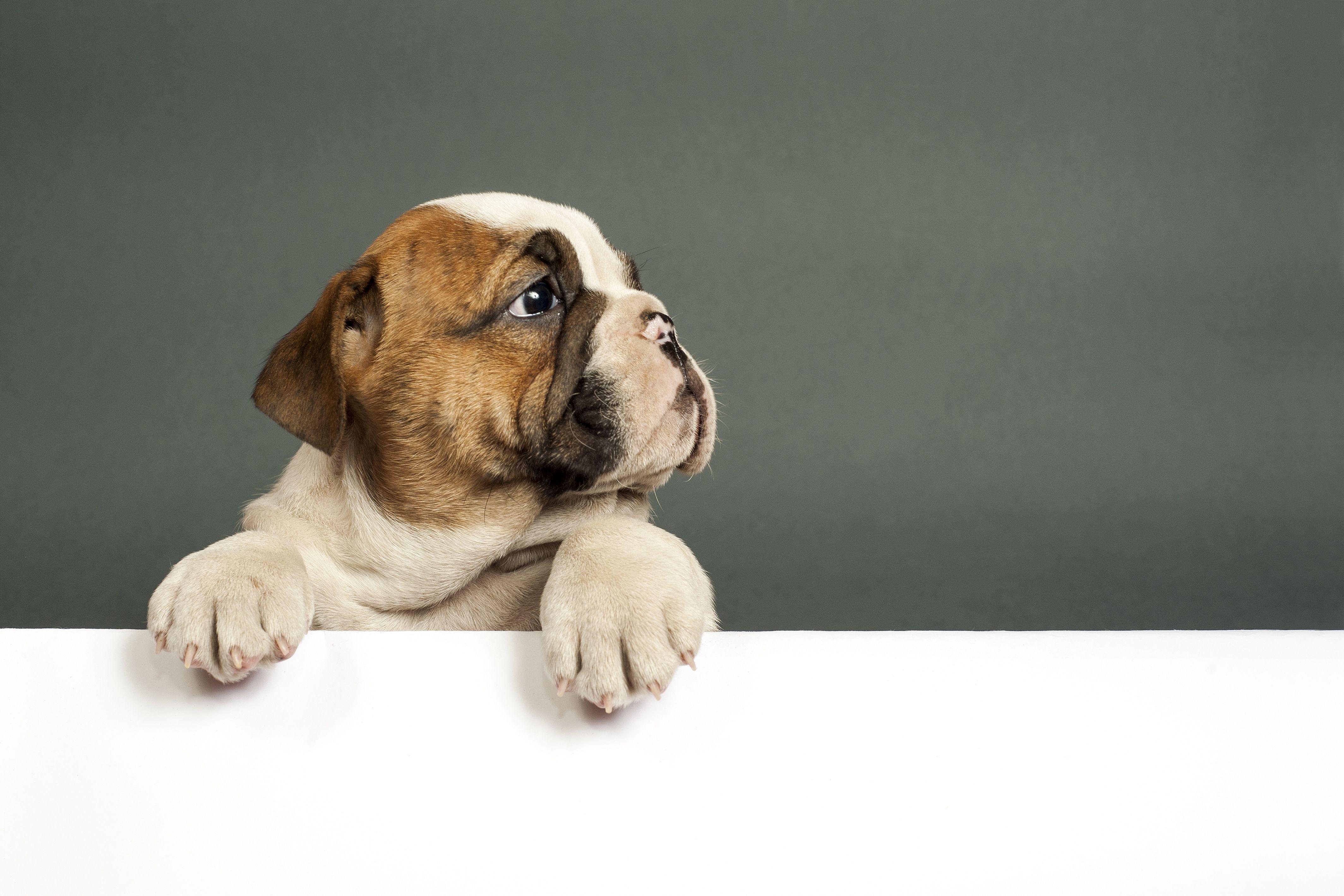 4256x2838 Bulldog Puppy 4k Chromebook .