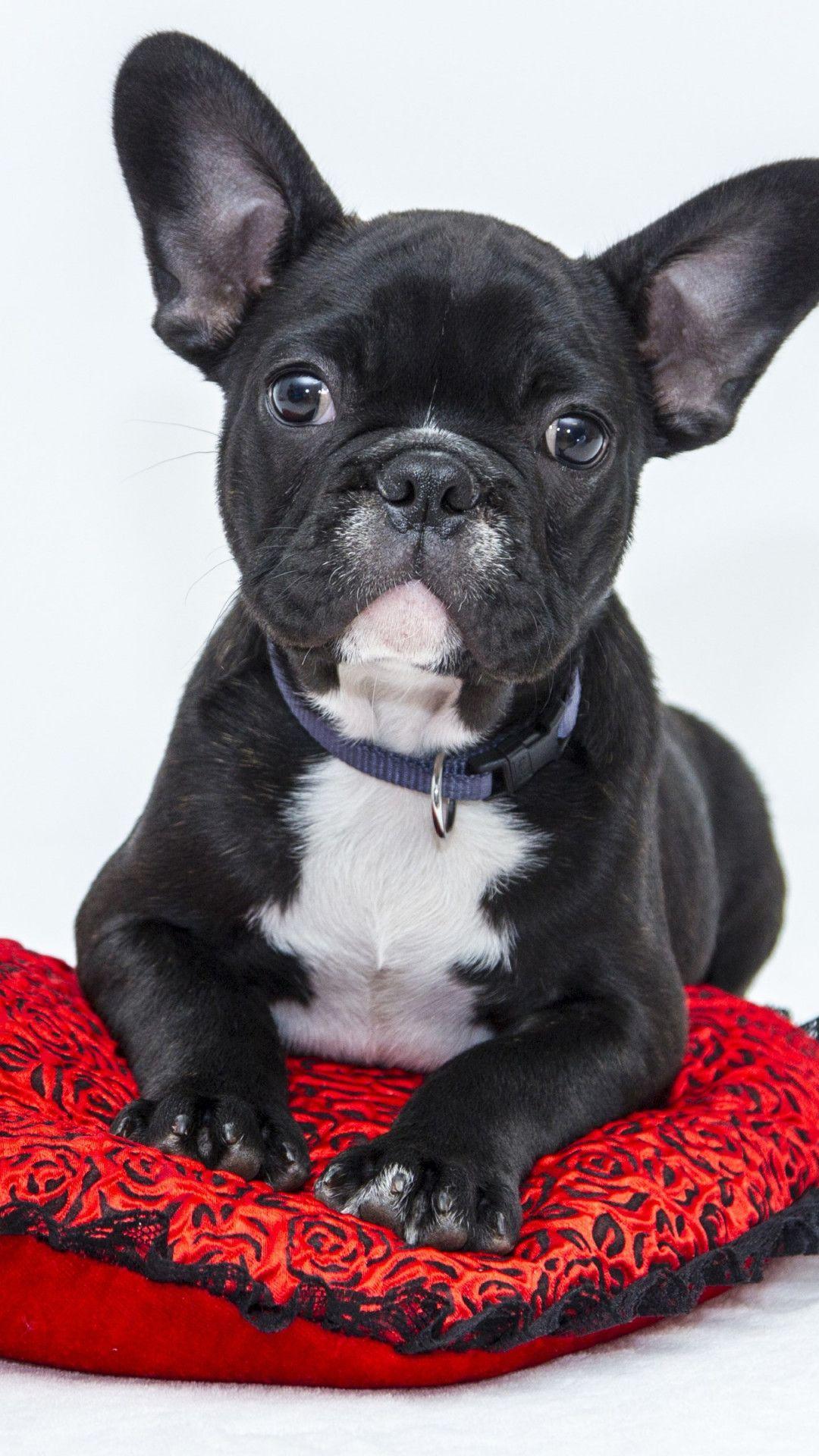 1080x1920 Download wallpaper: Bulldog puppy