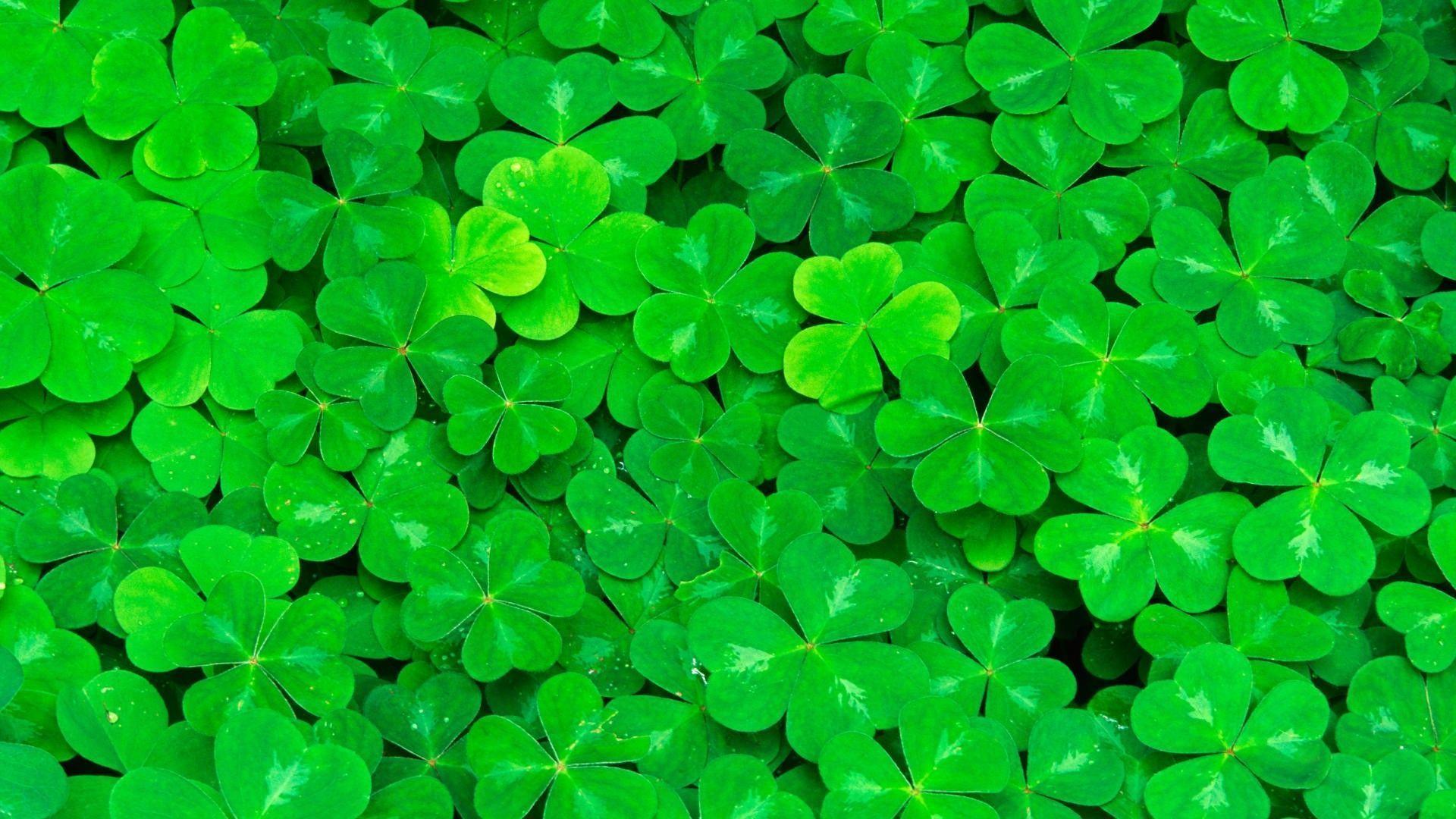 1920x1080 Clover