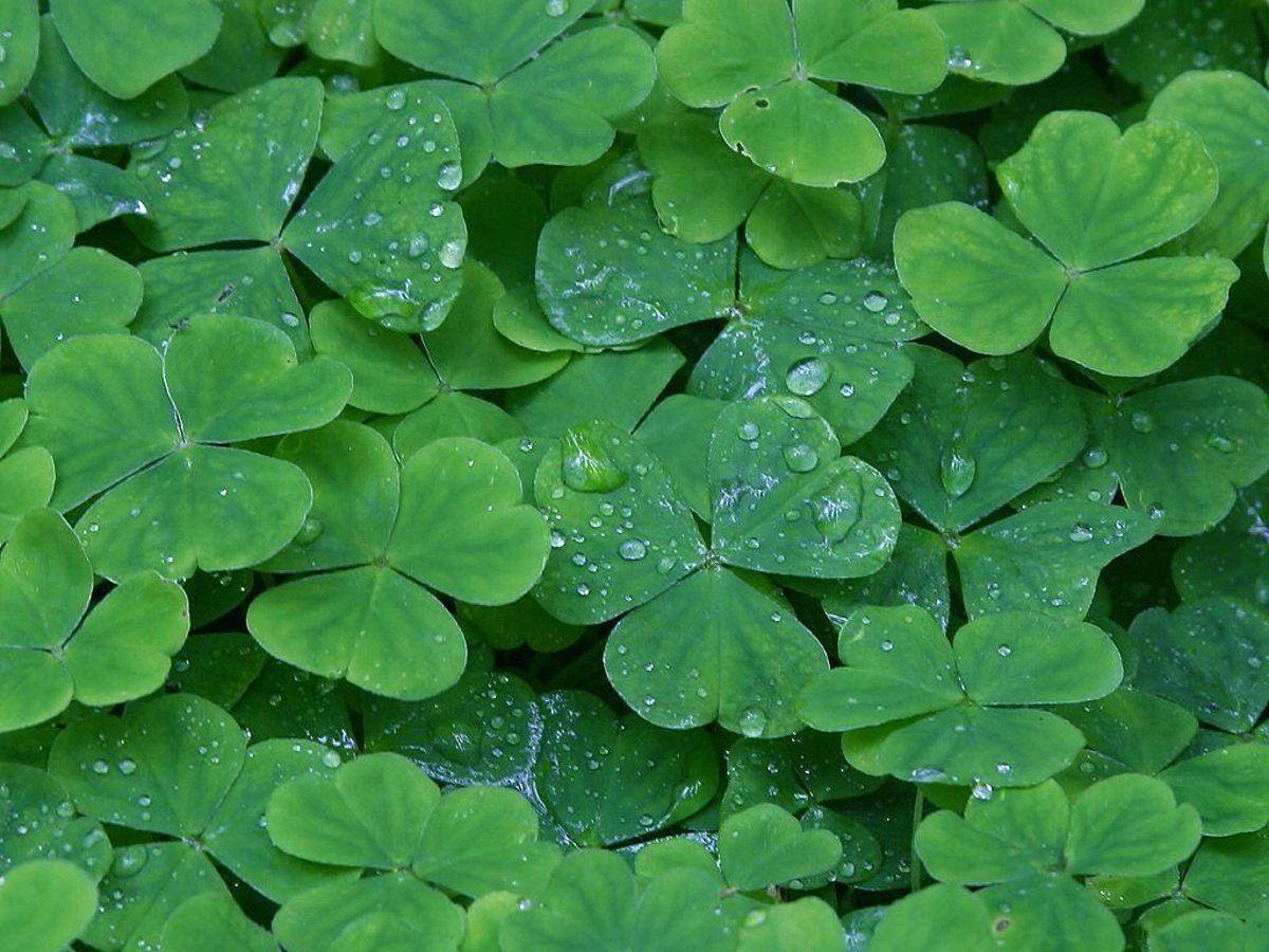 Cute Shamrock Wallpapers - Top Free Cute Shamrock Backgrounds ...