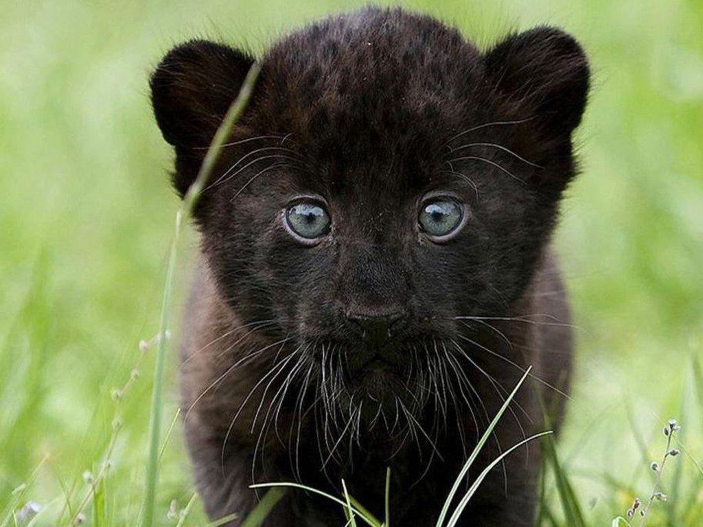 1024x768 Baby panther. Cute animals, Cuddly .com
