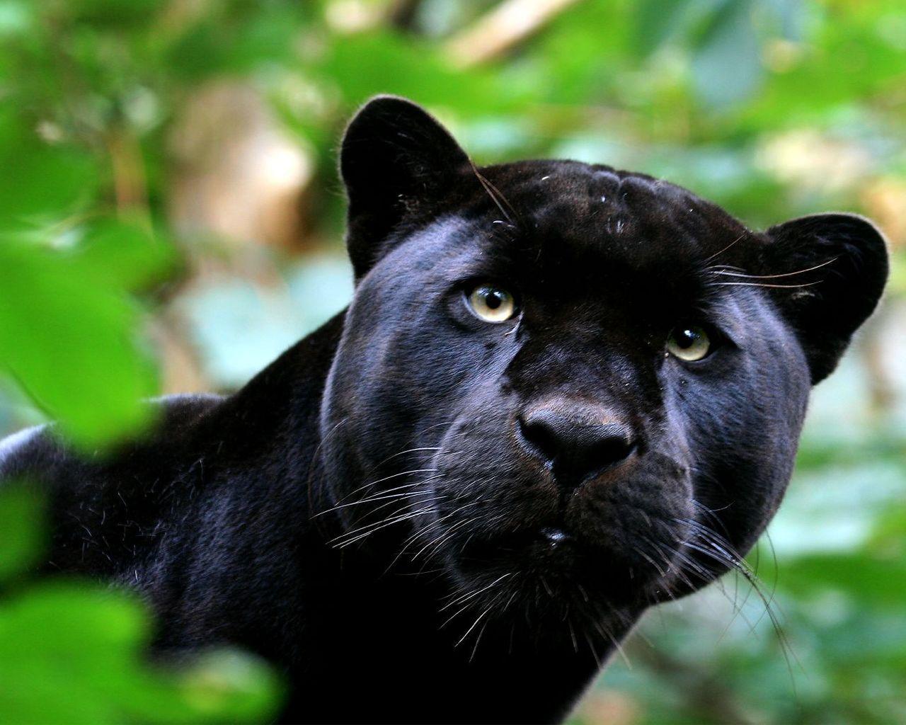 1280x1024 Black Panther Wallpaper -
