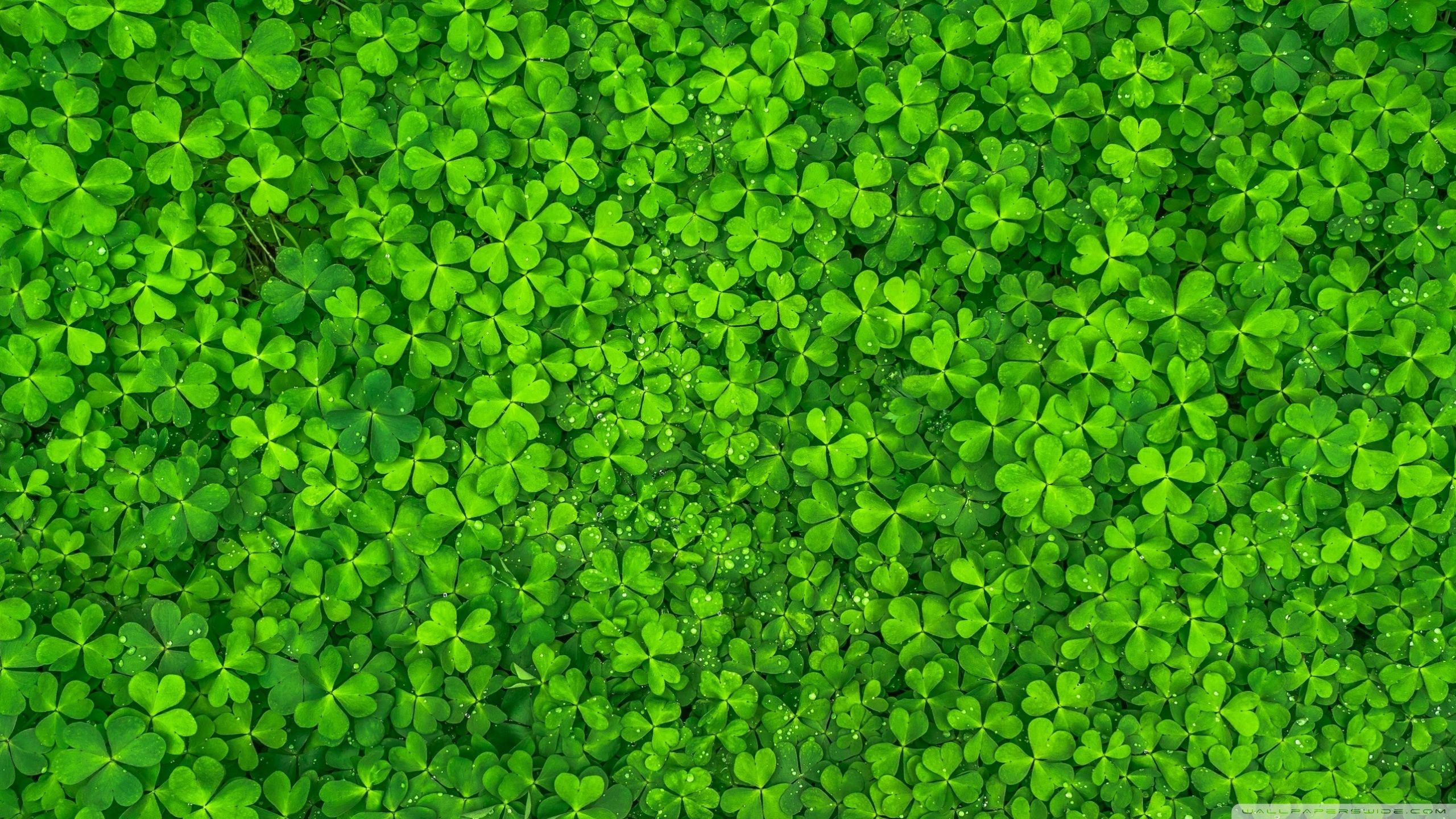 Cute Shamrock Wallpapers - Top Free Cute Shamrock Backgrounds