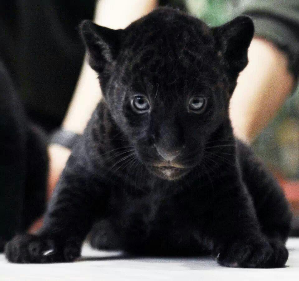 960x901 Cute baby animals, Baby panther .com