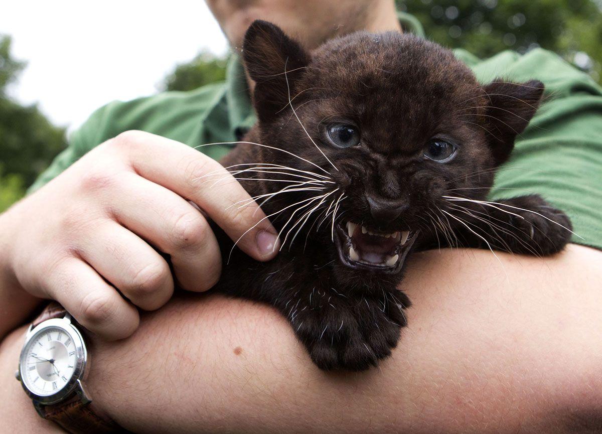 1200x865 Comic Con, baby black panthers .darkroom.