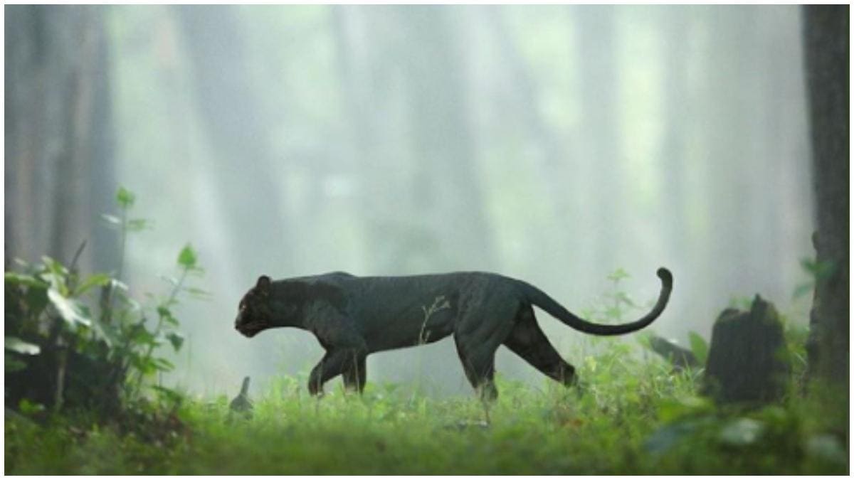 1200x675 Rare Black Panther spotted in Karnataka .indiatoday.in