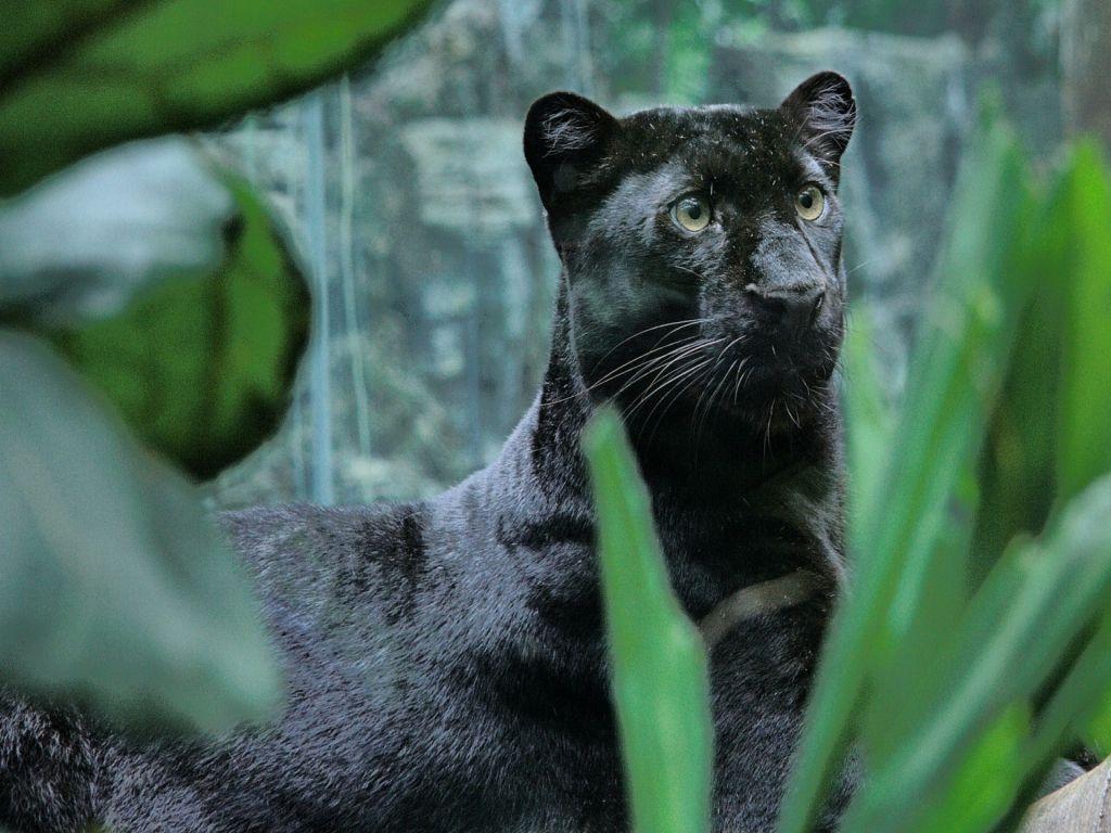 1024x768 Black Panther Wallpaper 1024x768 .