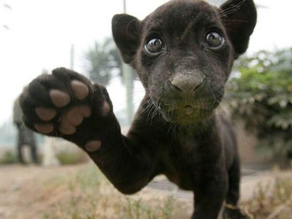 1024x768 Panther Wallpaper