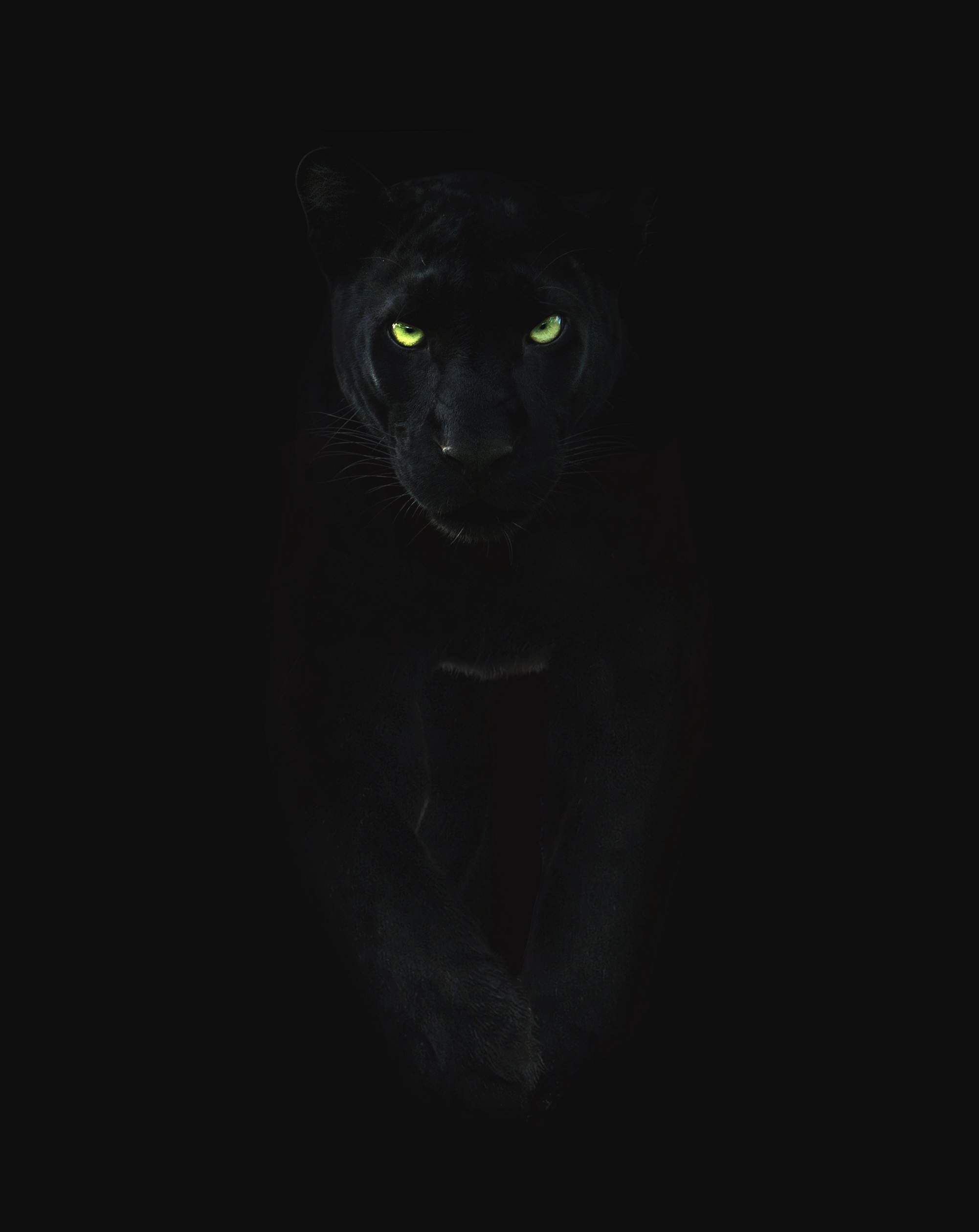 2002x2520 black panther in the jungles of South