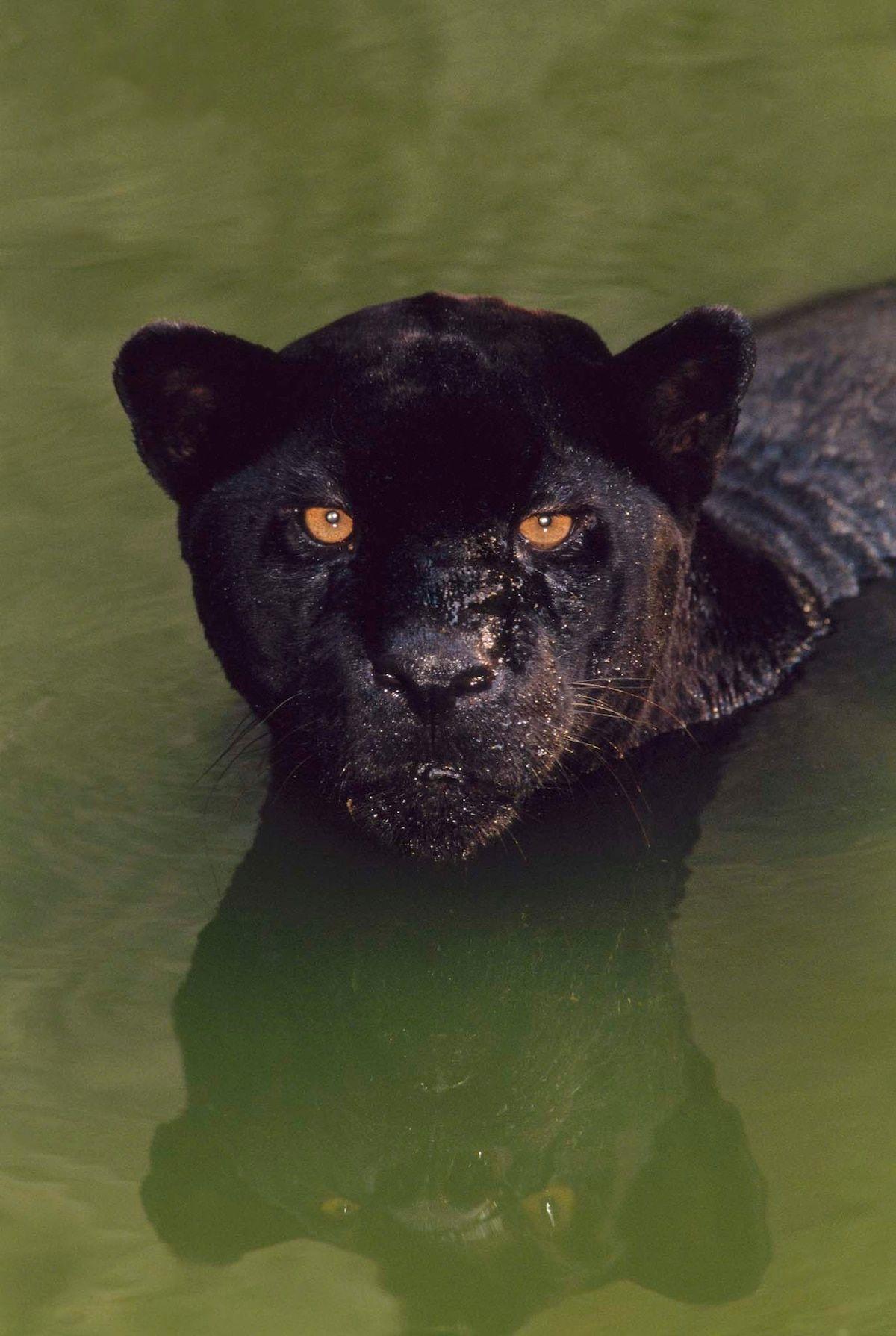 1200x1789 What is a Black Panther? A Comic Book .