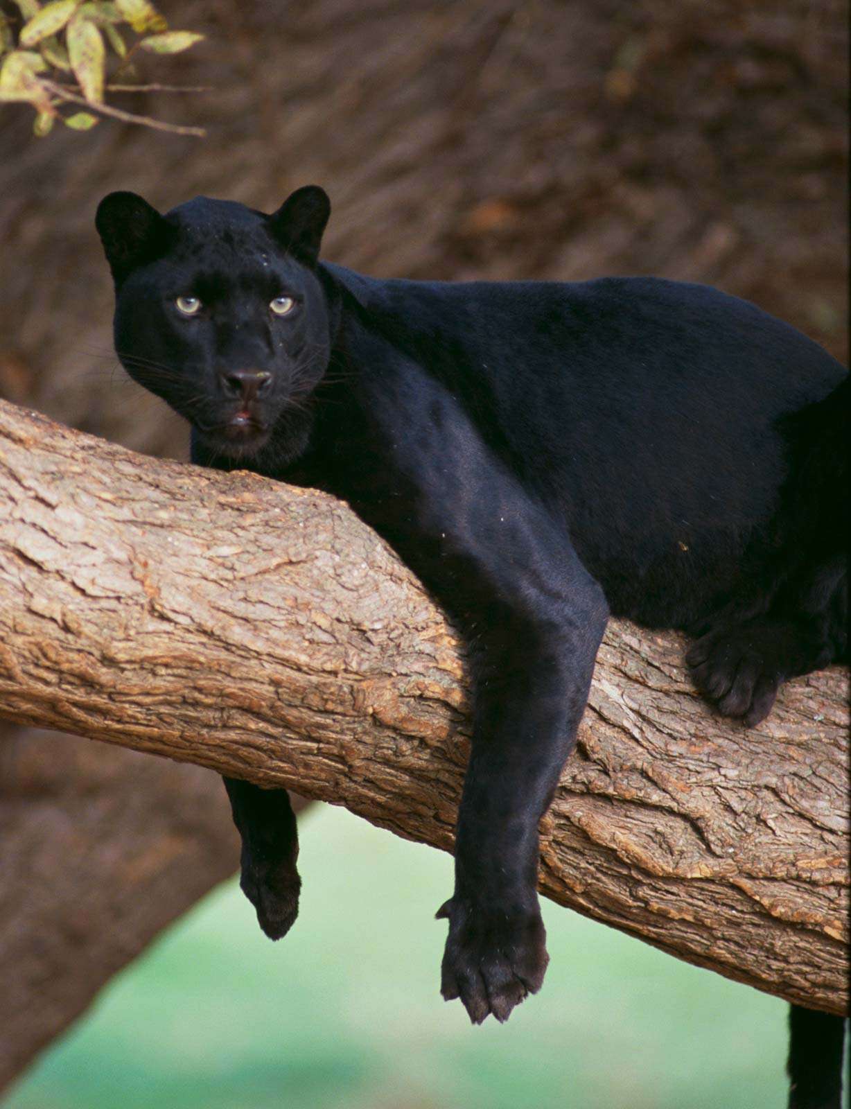 1228x1600 Black Panther