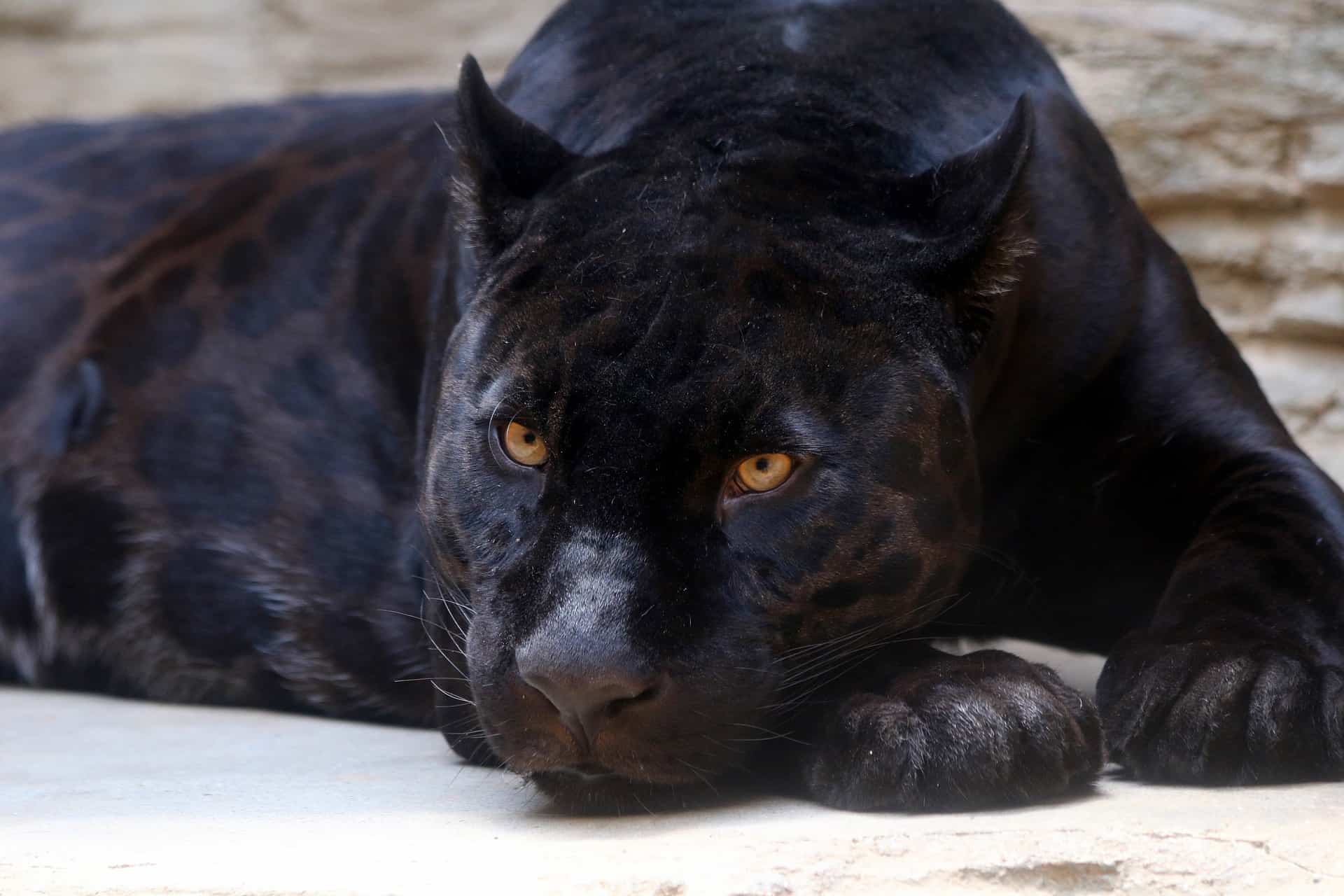 1920x1280 Black Panther