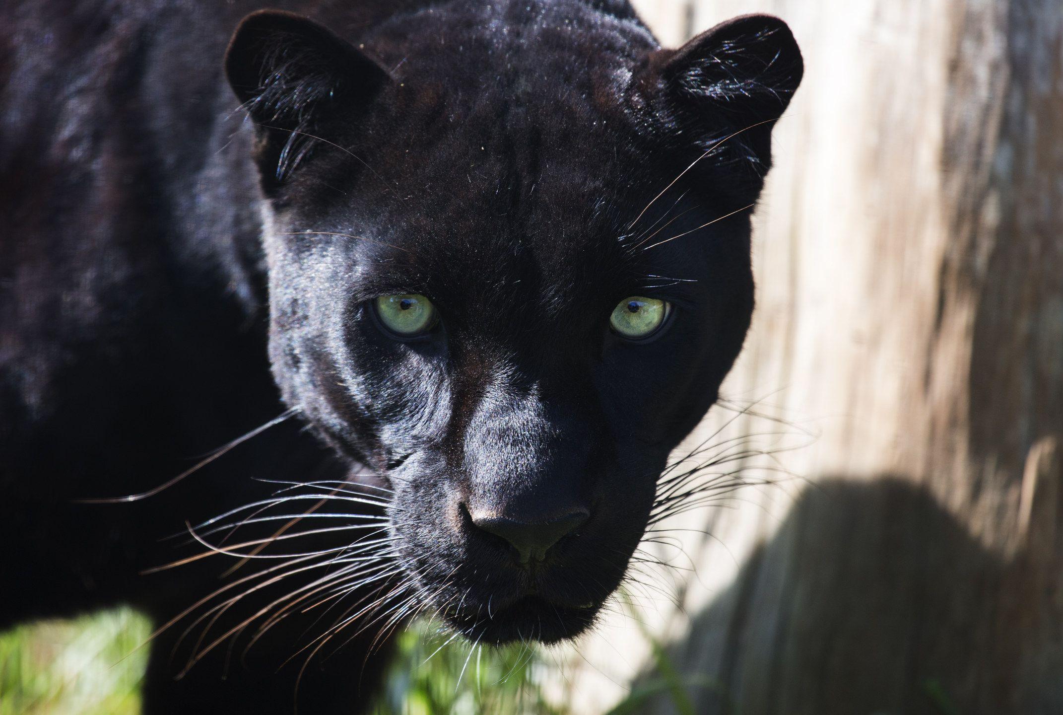 2142x1440 Why Are Black Panthers Black?.
