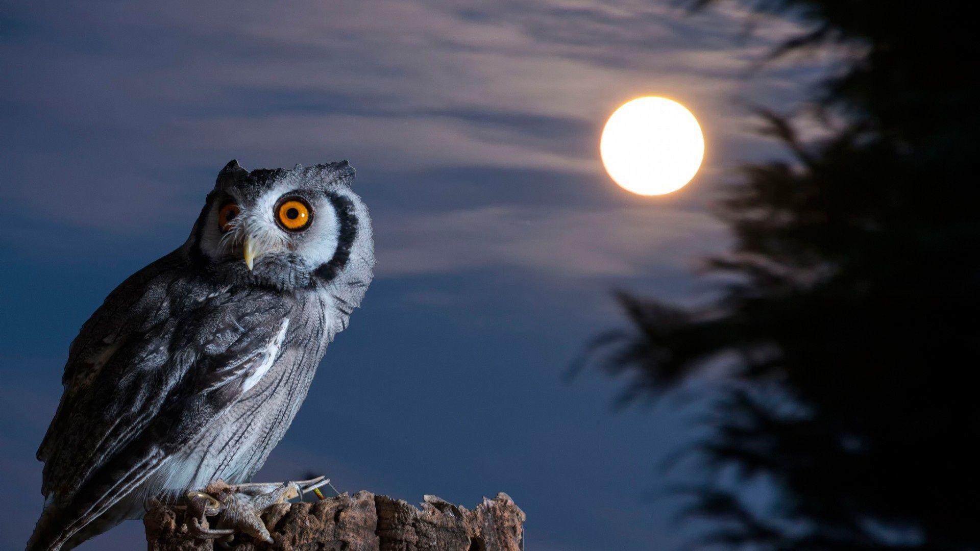1920x1080 Night Owl Moon HD Wallpaper Owl .