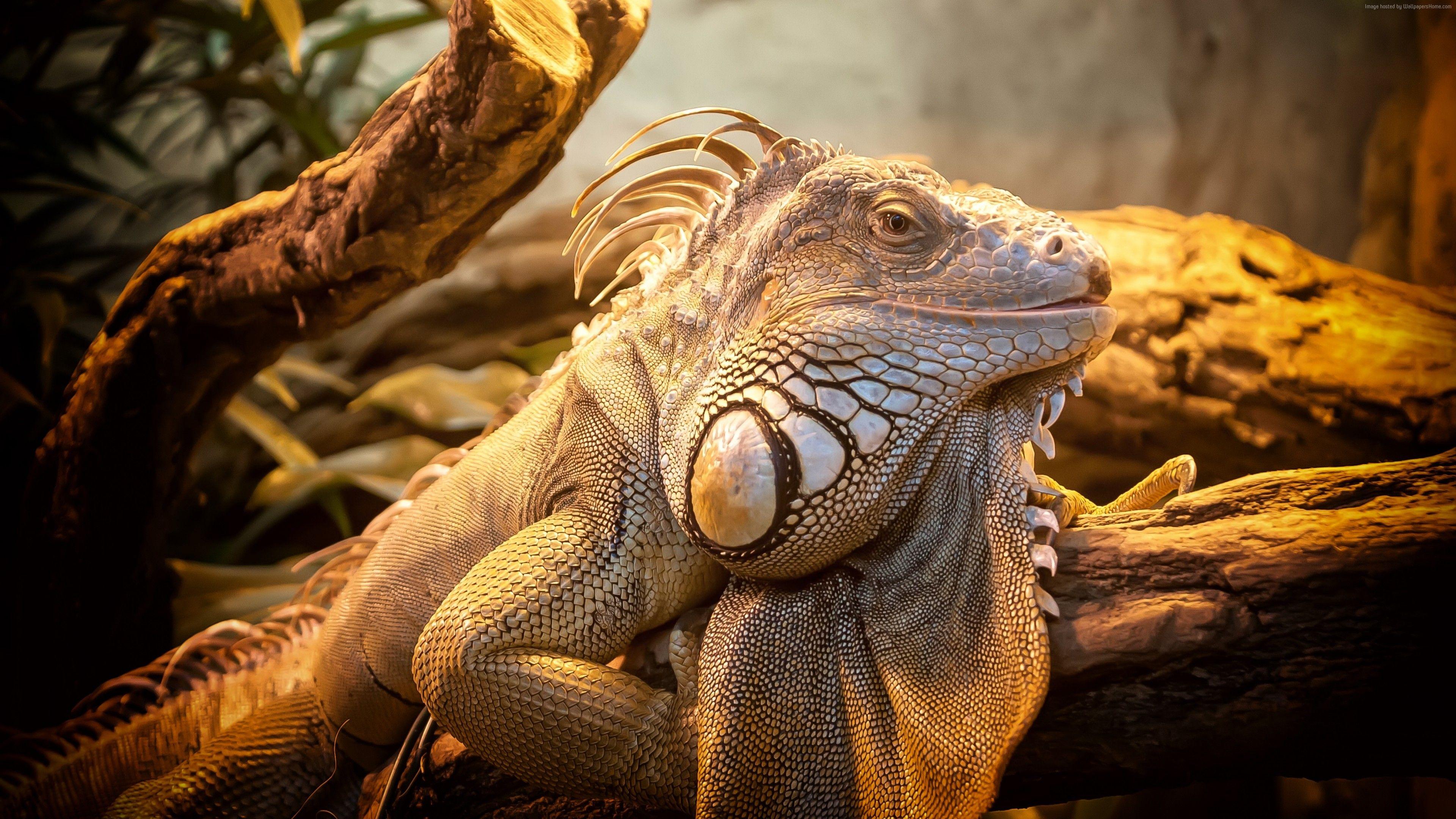 3840x2160 Wallpaper Iguana, Puerto Rico, reptiles .