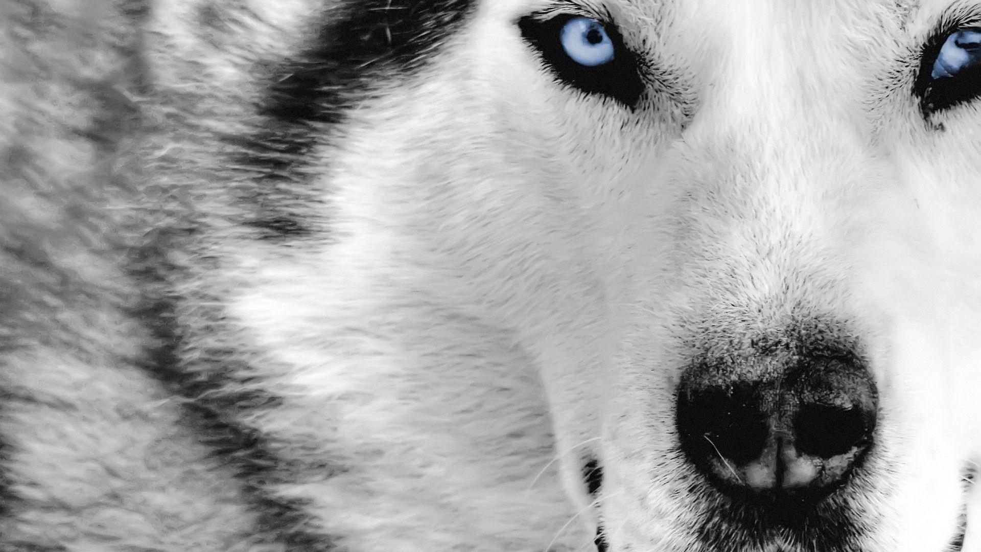1920x1080 Wolf Wallpaper 1920X1080 .