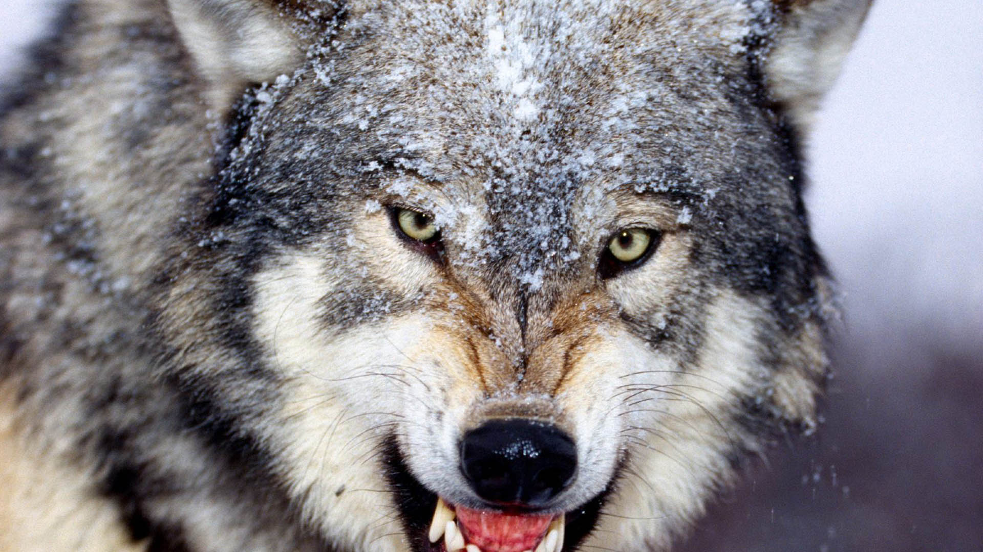 1920x1080 Free download Wolf HD Wallpaper 1080P .