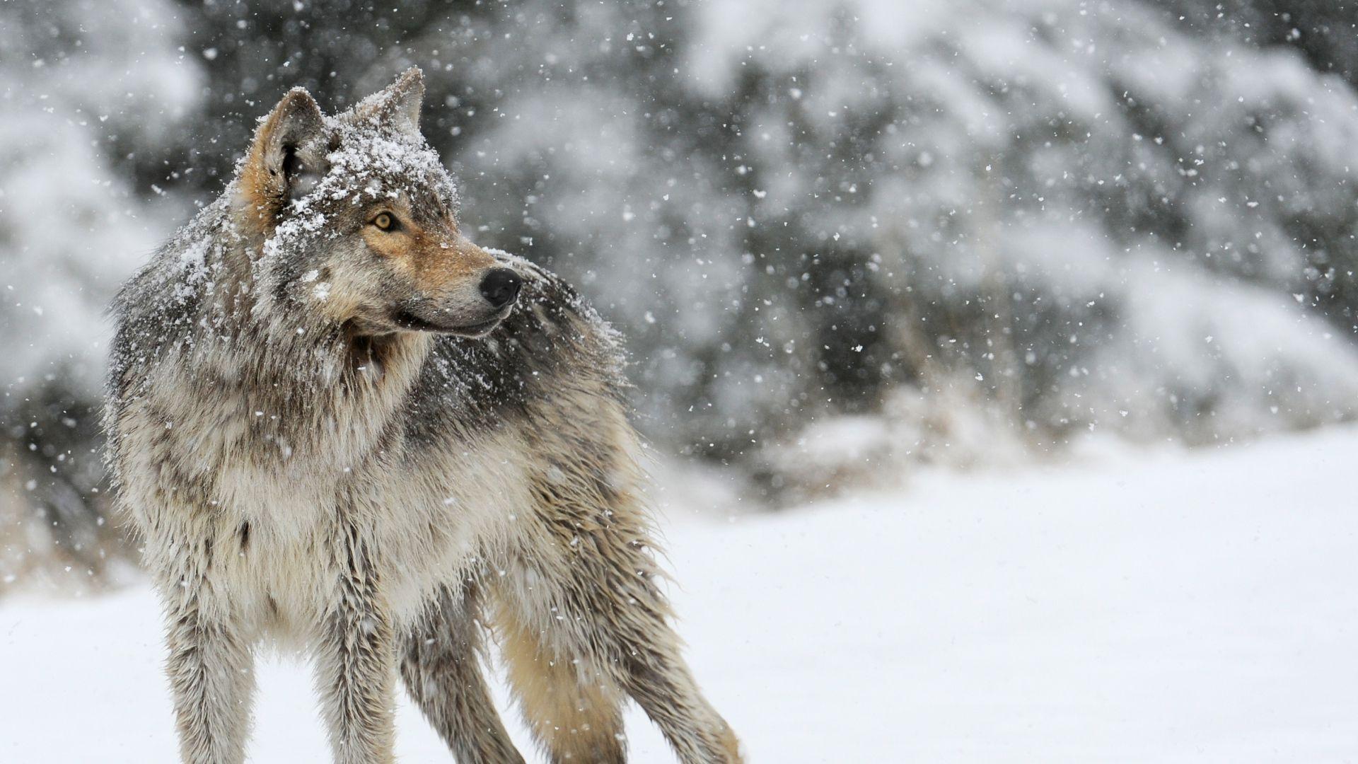 1920x1080 Wolf Desktop Wallpaper D512ish .