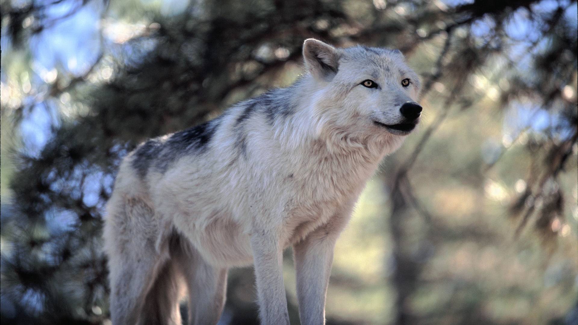 1920x1080 White Wolf Laptop Wallpaper on .wallpaper.dog