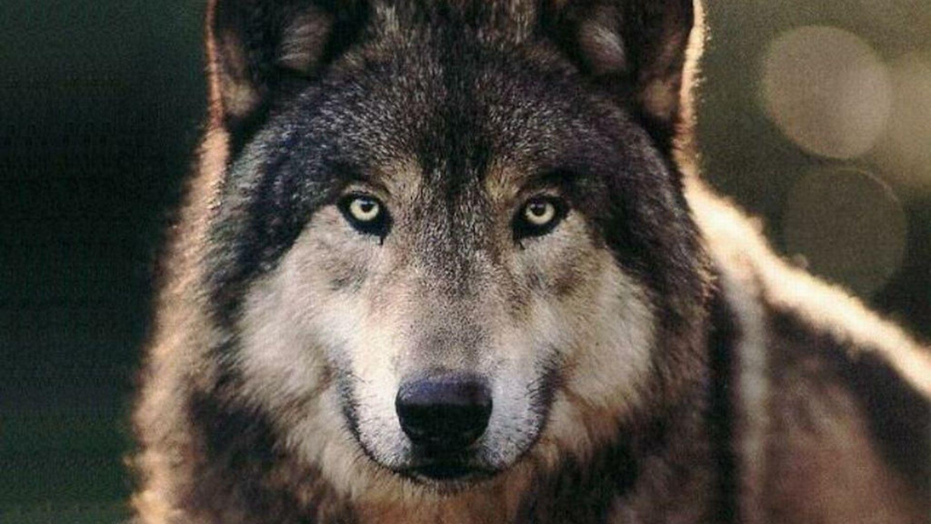 1920x1080 The Wolf Wallpaper HD Wallpaper 1920x1080avante.biz