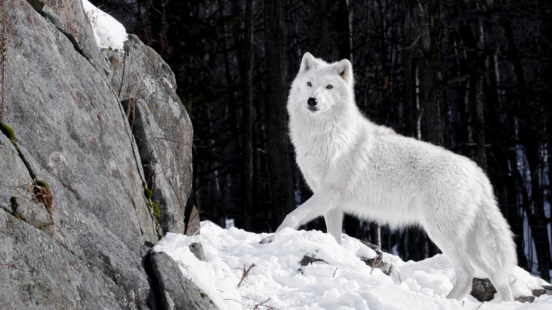 1920x1080 S456I29 Wolf Wallpaper 1920x1080 .