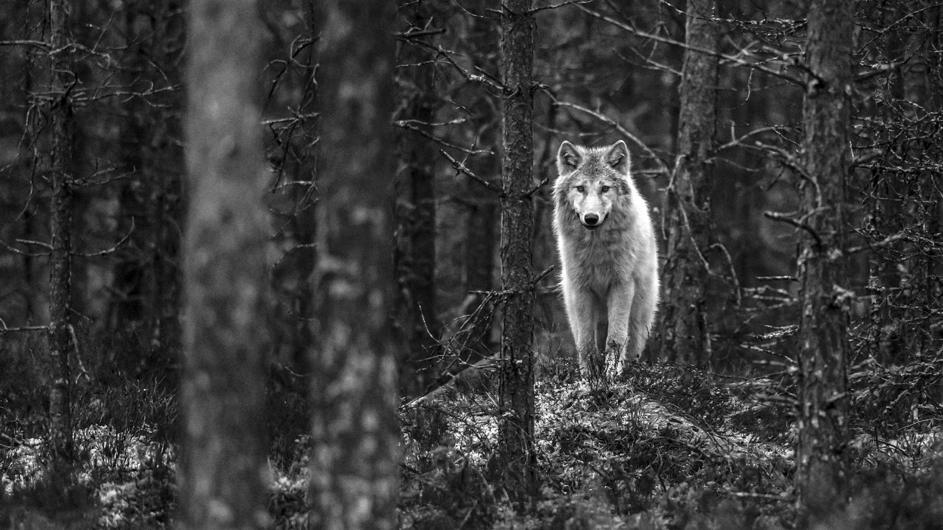 1920x1080 HD Wallpaper, HD Animals 4K Wallpaper .